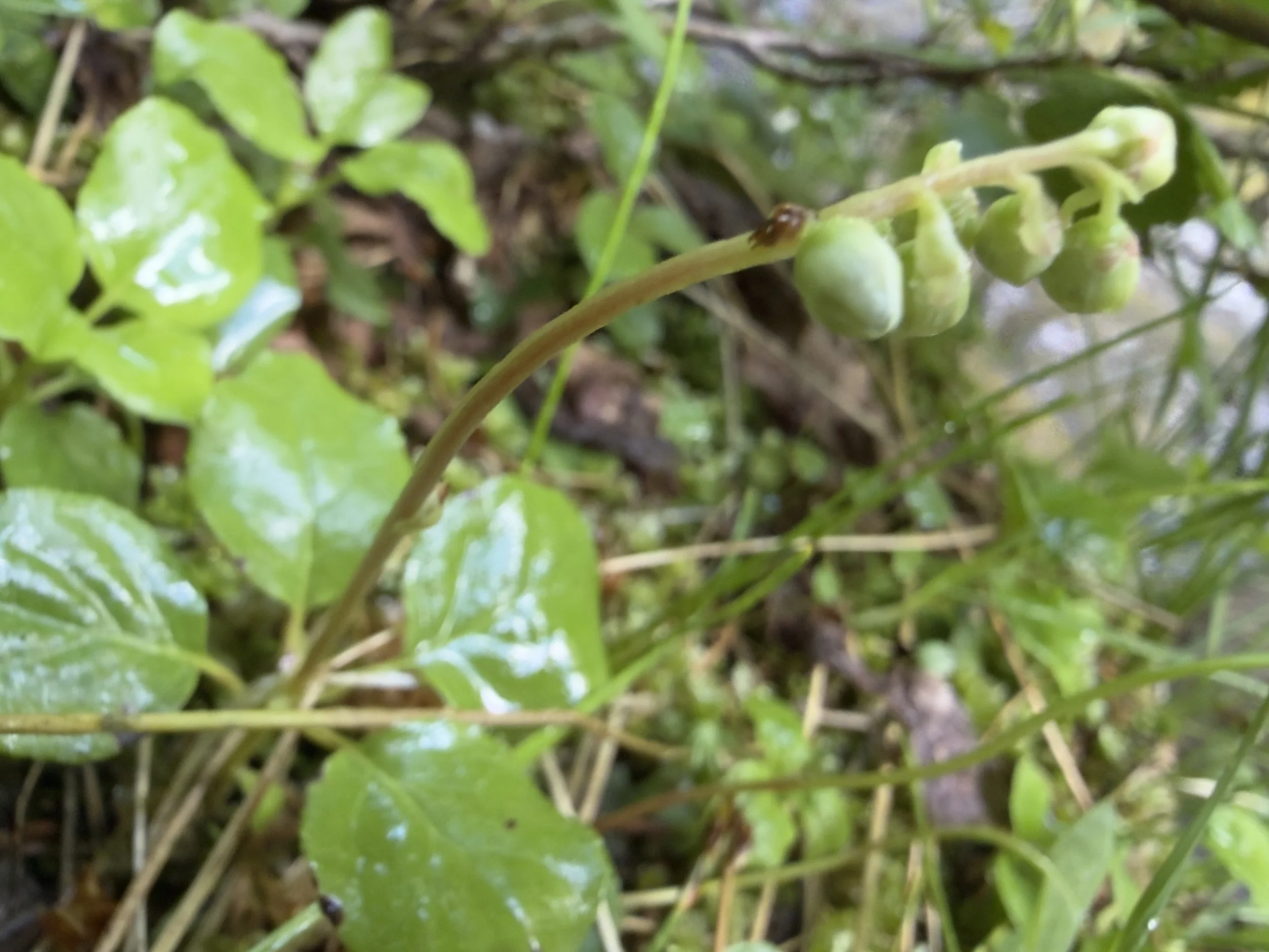 One-sided wintergreen, Orthilla secunda, 7/9/26