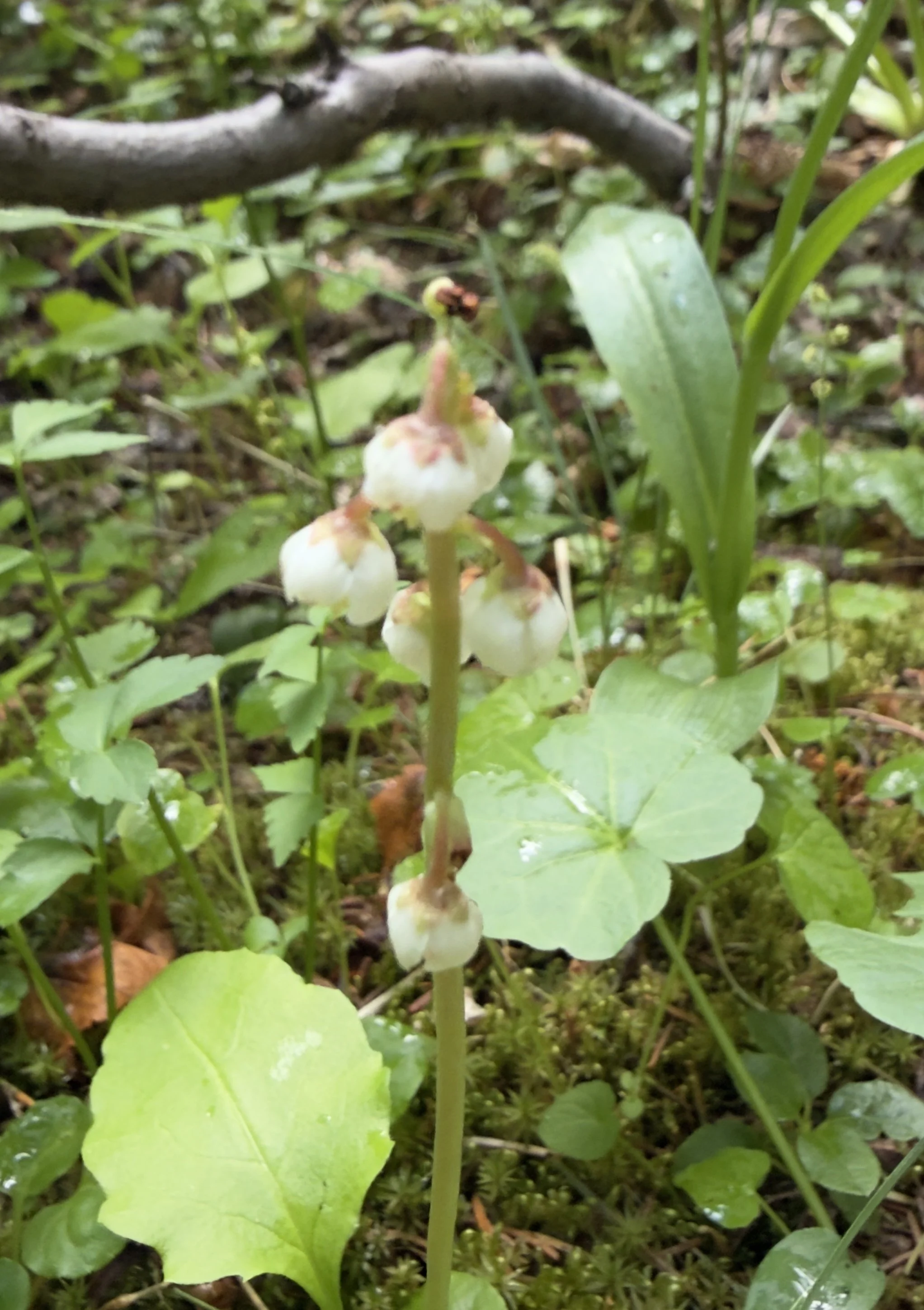 Lesser wintergreen, Pyrola minor, 7/9/26