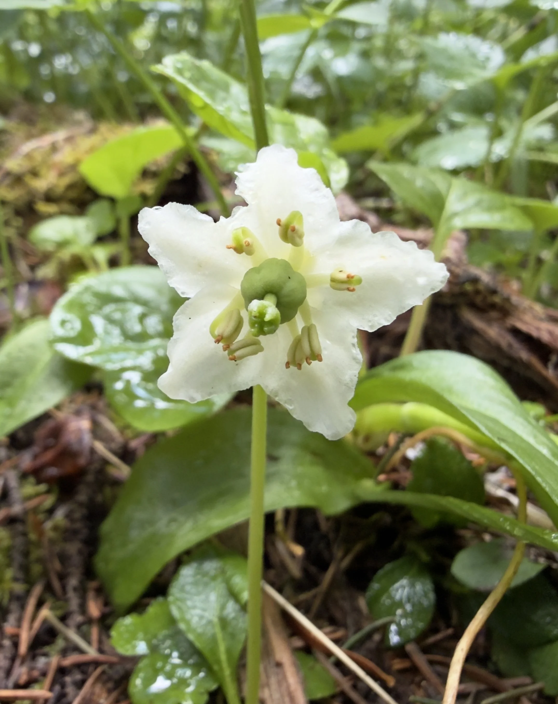 Wood nymph, Moneses uniflora, 7/9/26