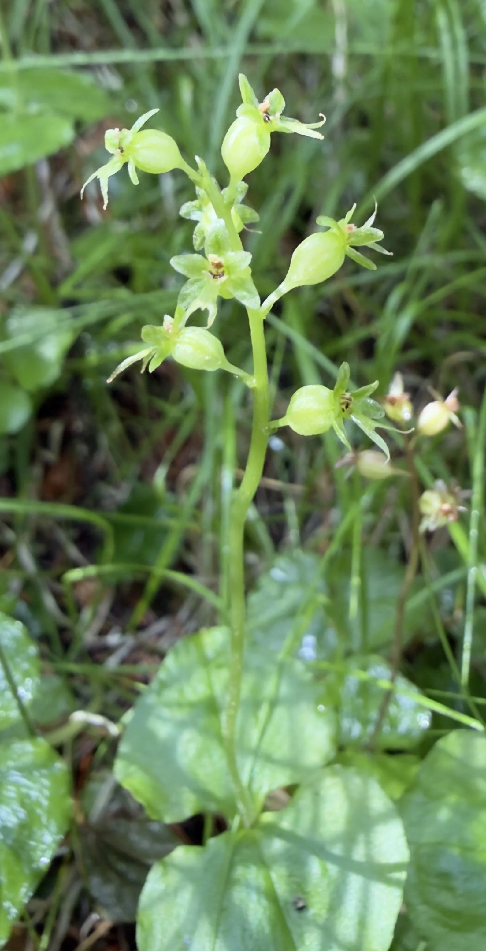 Heart-leaved twayblade, Neottia cordata, 7/9/26