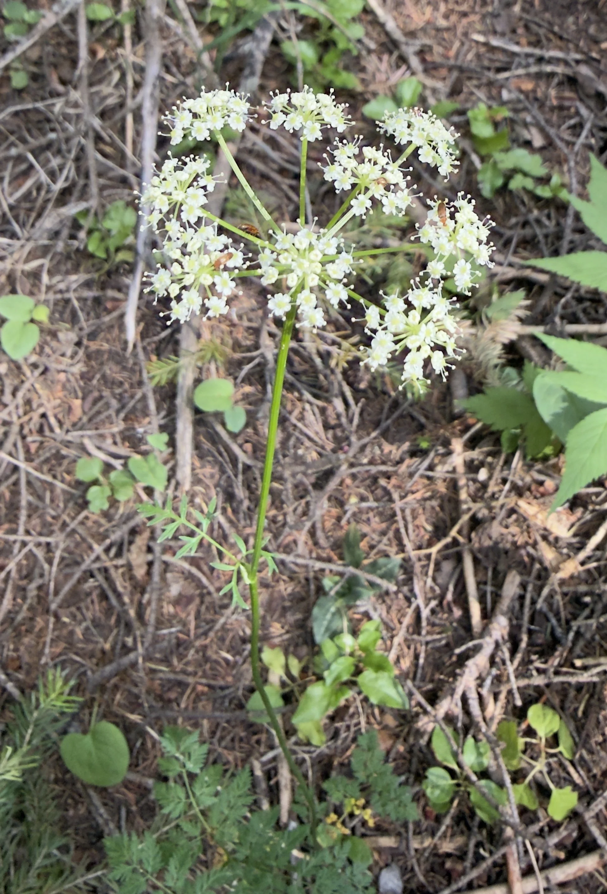Slender-leaf lovage, Ligusticum tenuifolium, 7/9/26