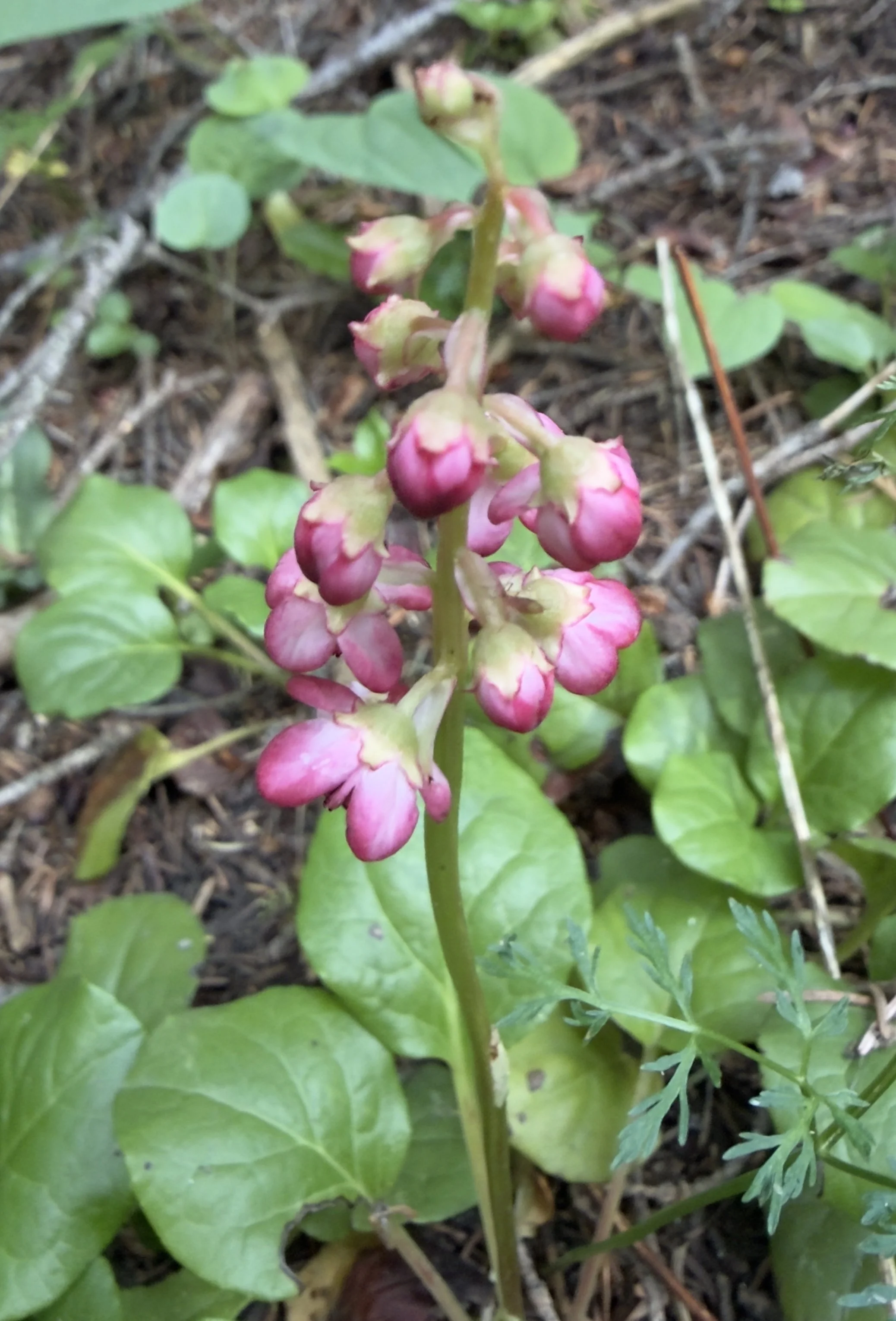 Pink wintergreen, Pyrola asarifolia, 7/9/26