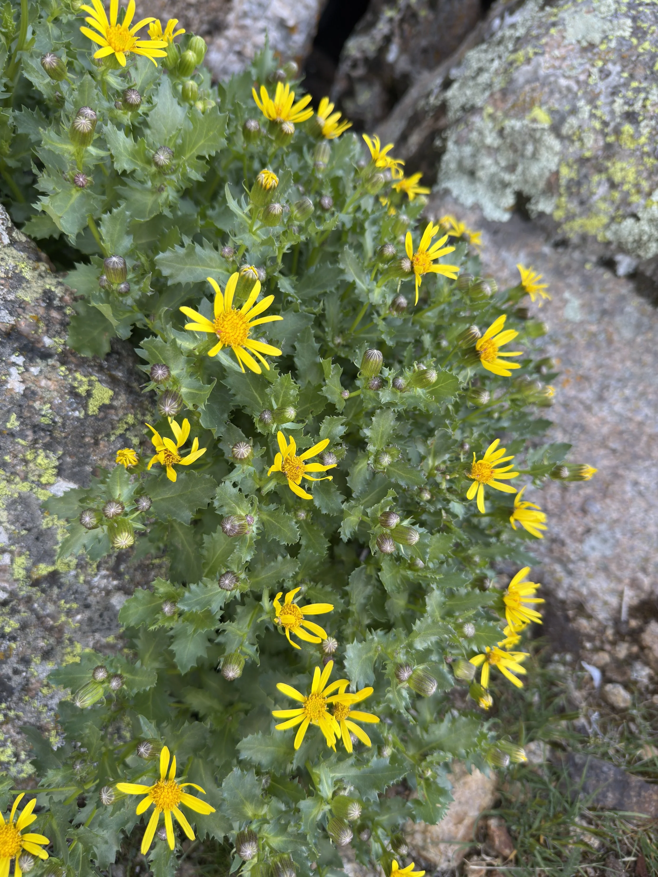 Fremont's senecio, Senecio fremontii, 7/9/26