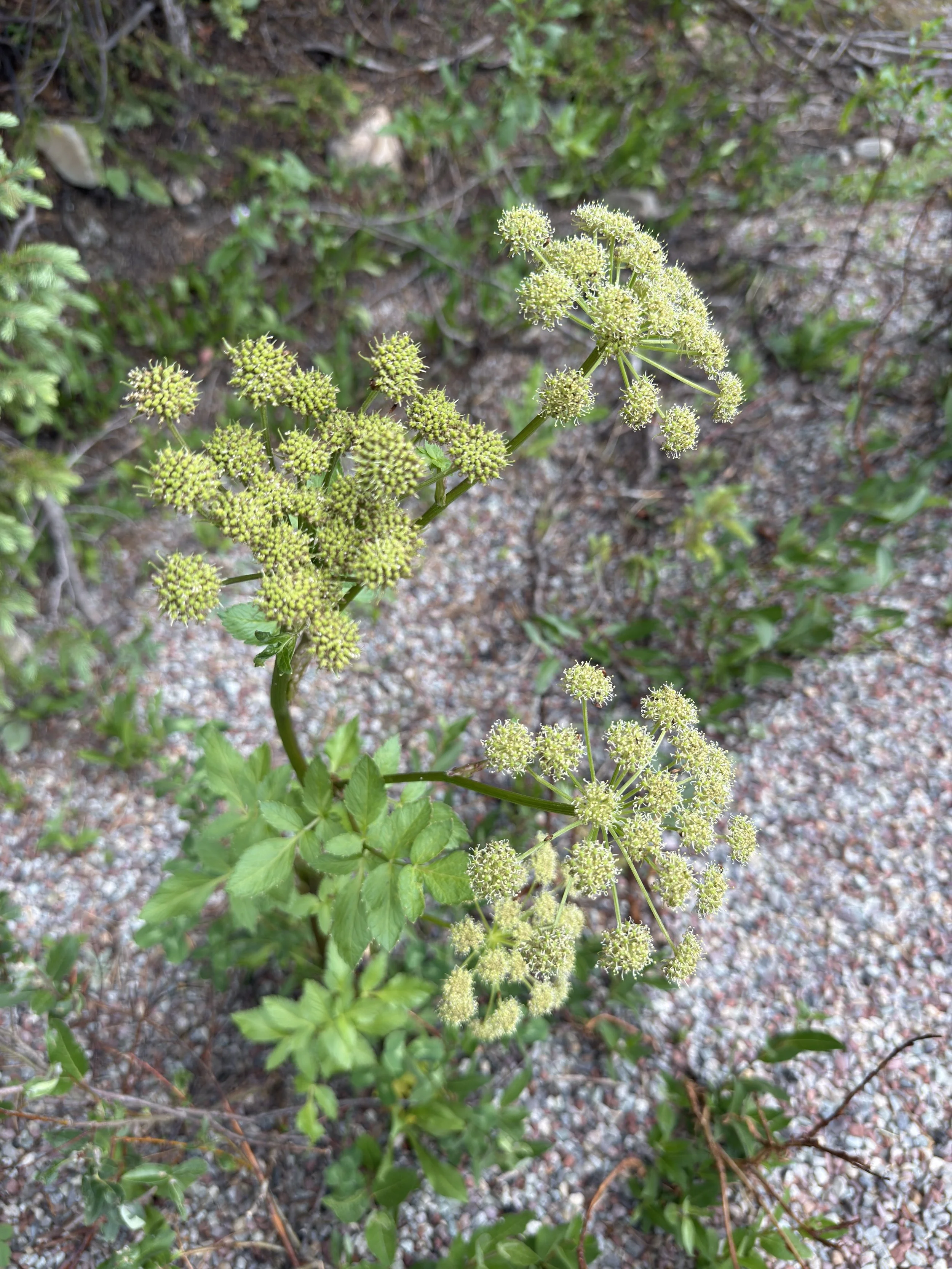 Giant angelica, Angelica ampla, 7/10/26
