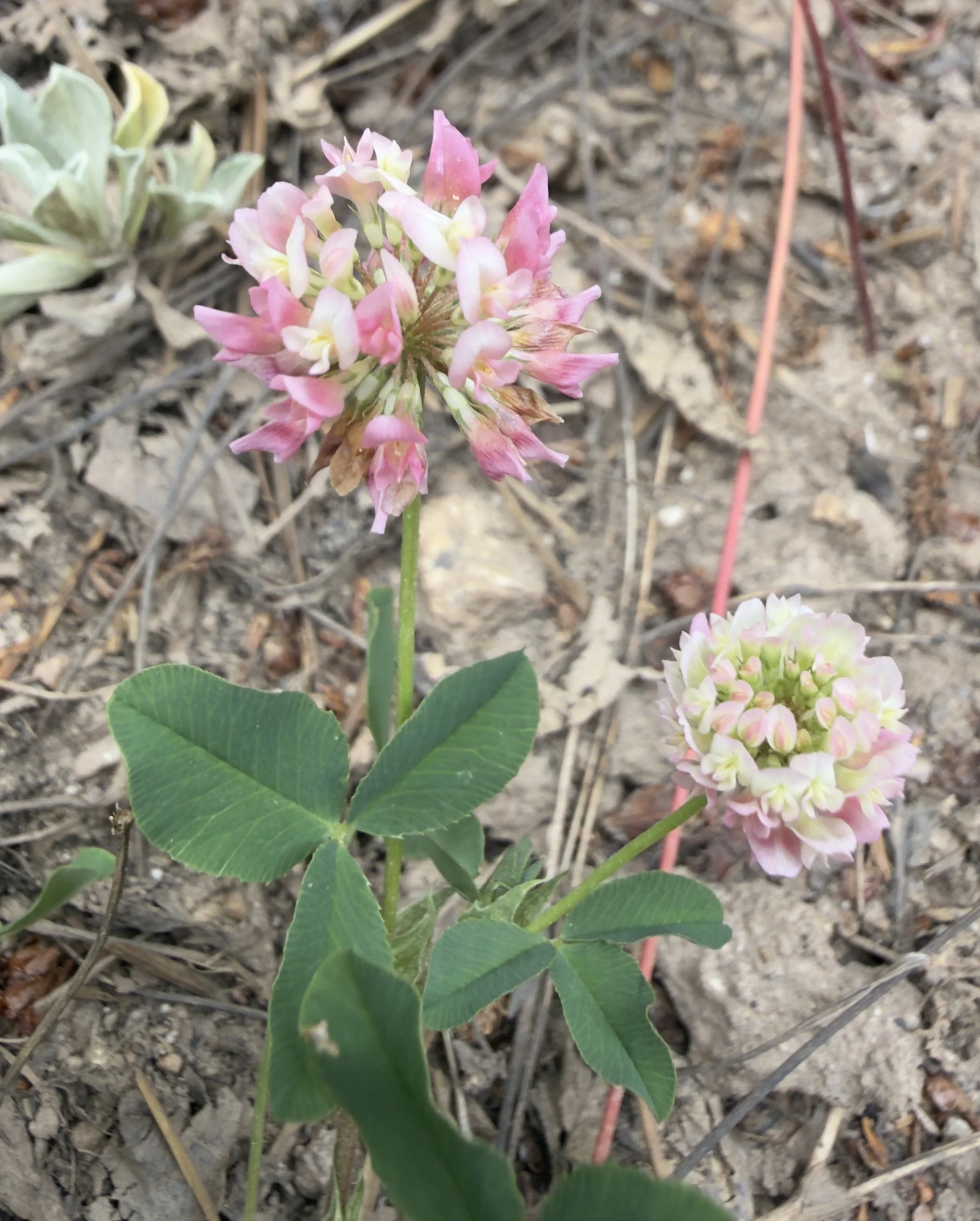 Alsike clover, Trifolium hybridum, 7/10/26