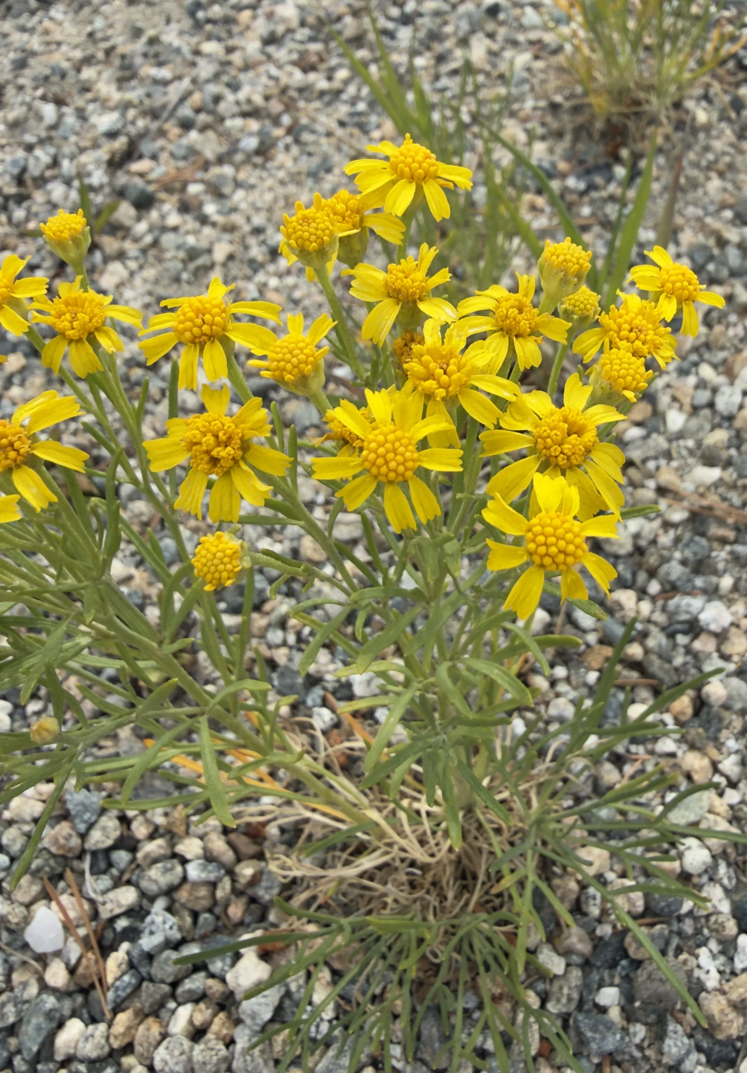 Pinque rubberweed, Hymenoxis richardsonii, 7/10/26