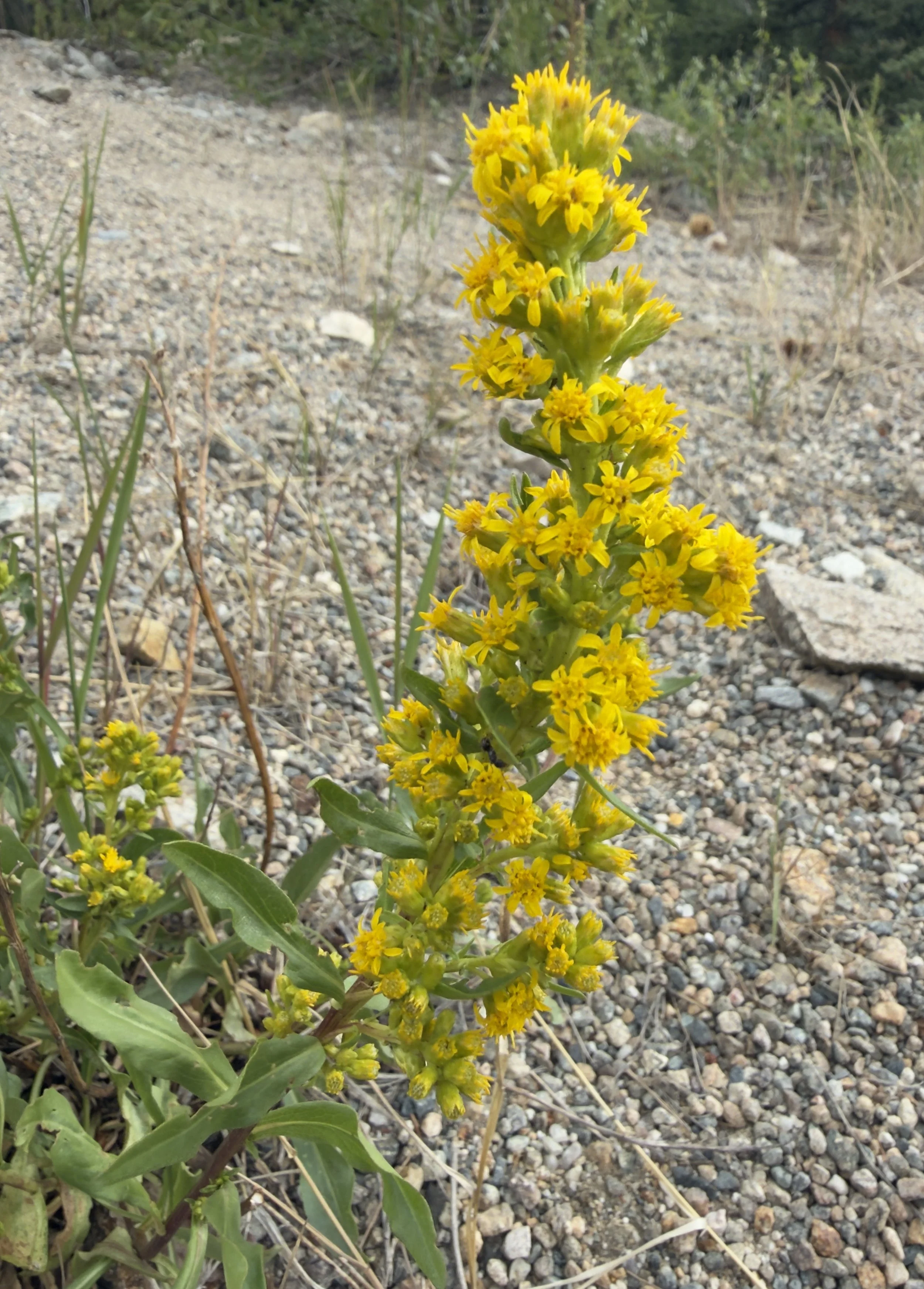 Three-nerved goldenrod, Solidago velutina, 7/10/26