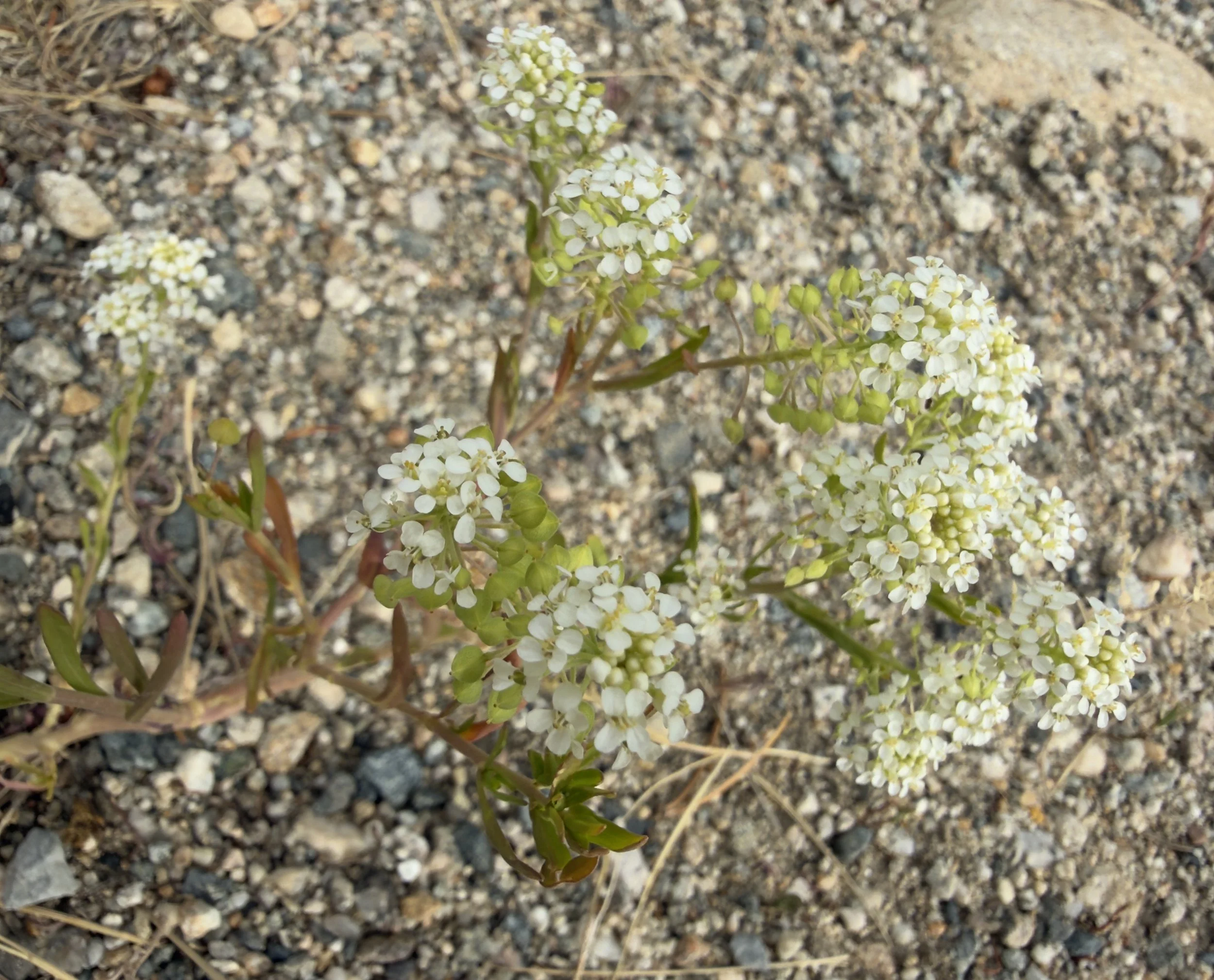 Mesa pepperweed, Lepidium alyssoides, 7/10/26