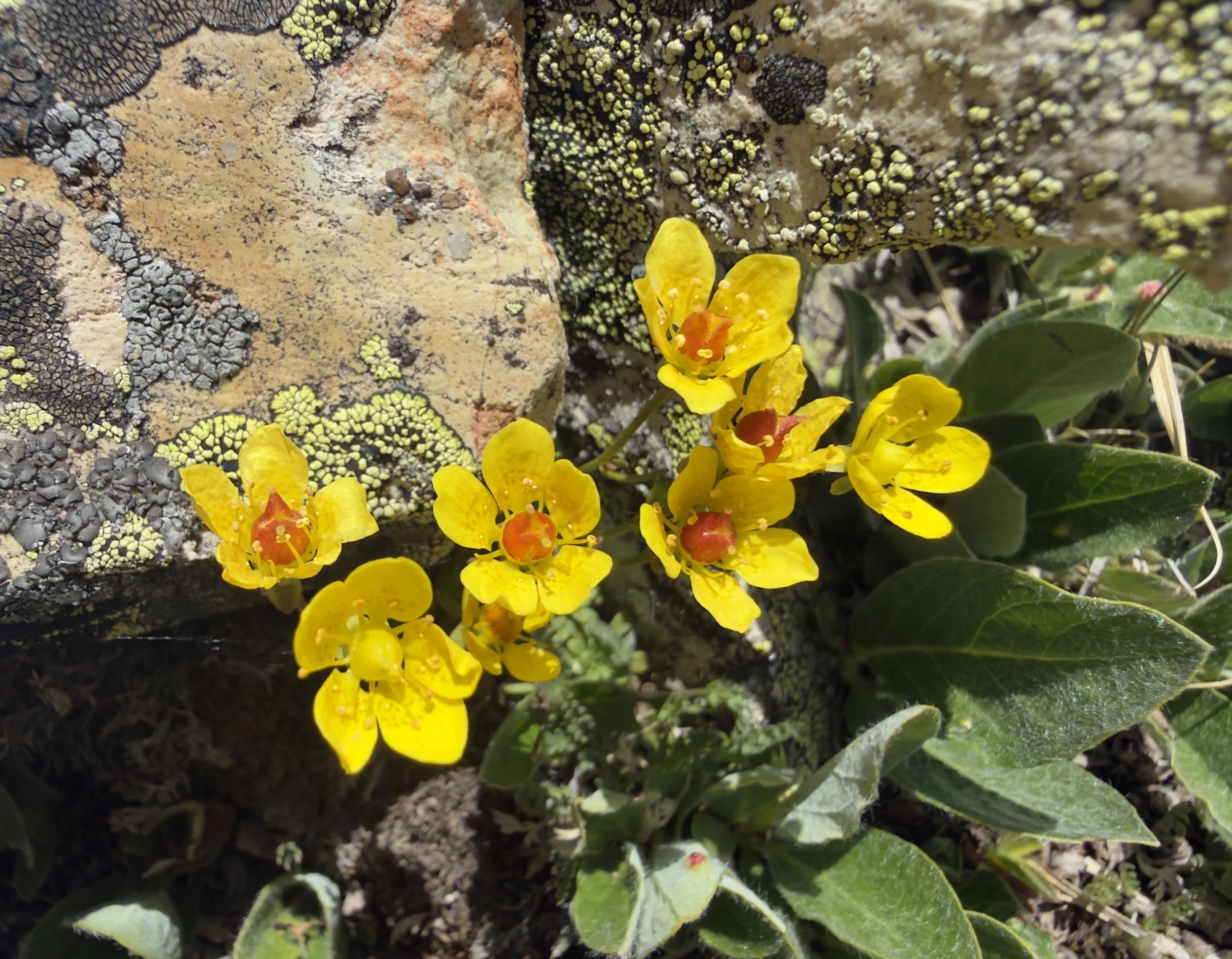 Golden saxifrage, Saxifraga chrysantha, 7/11/26
