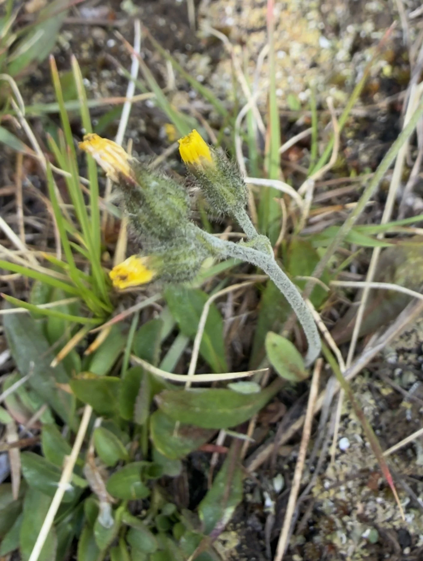 Woolly hawkweed, Hieraceum triste, 7/11/26