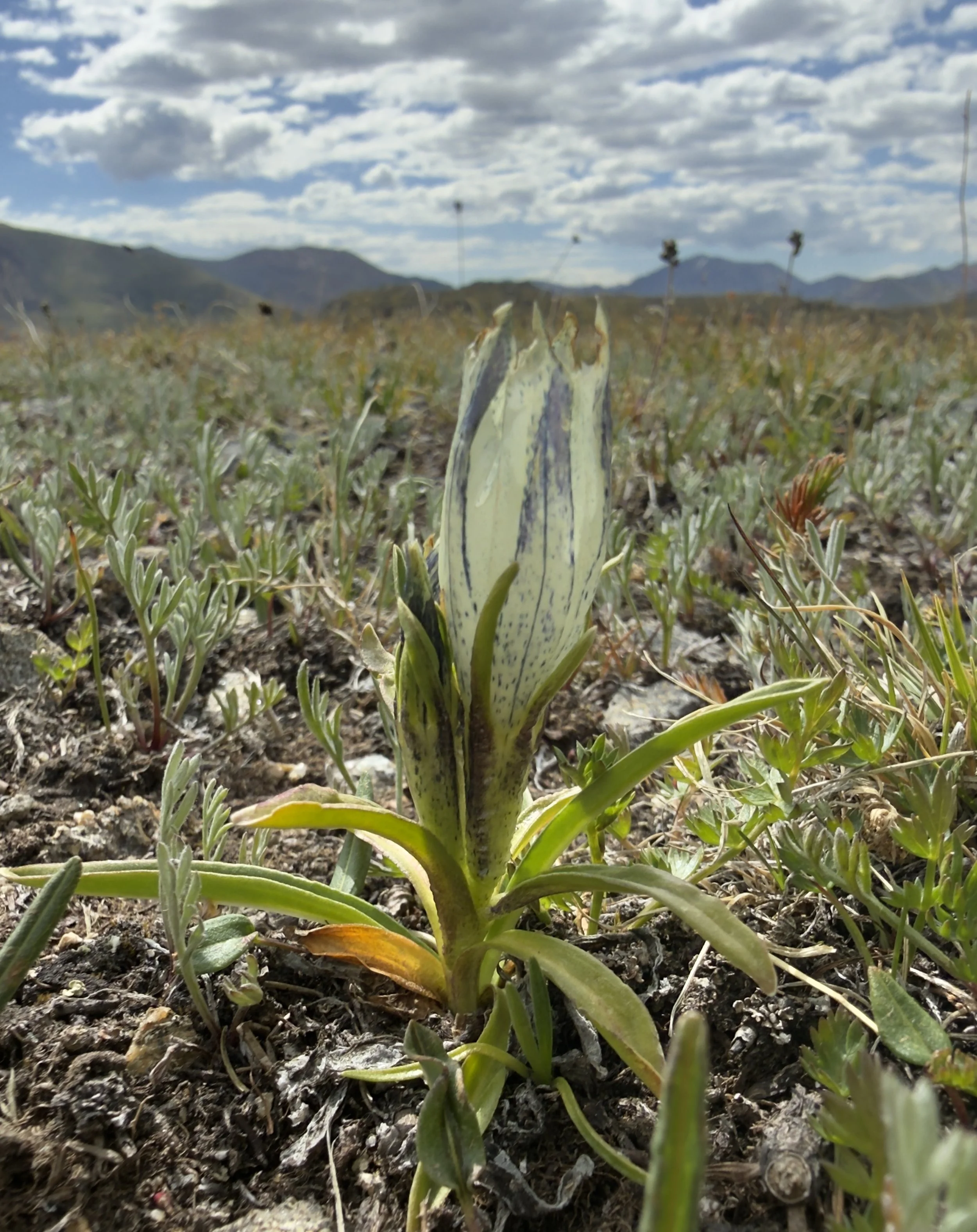 Arctic gentian, Gentiana algida, 7/11/26