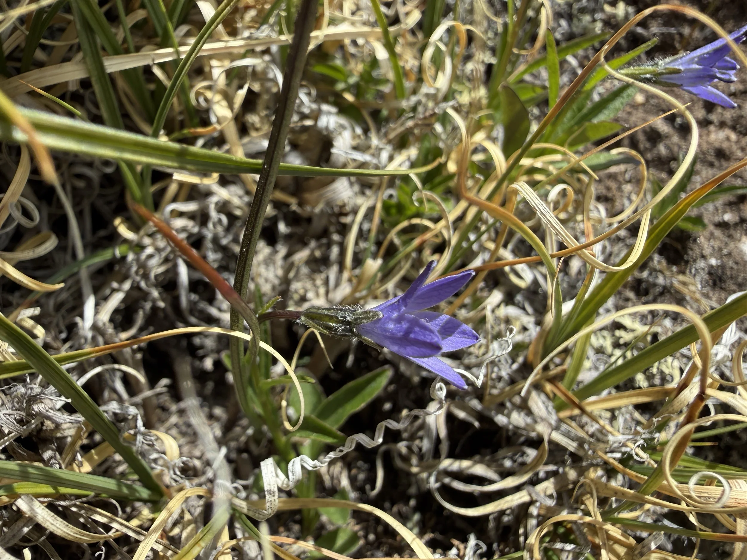 Arctic harebell, Campanula uniflora, 7/11/26