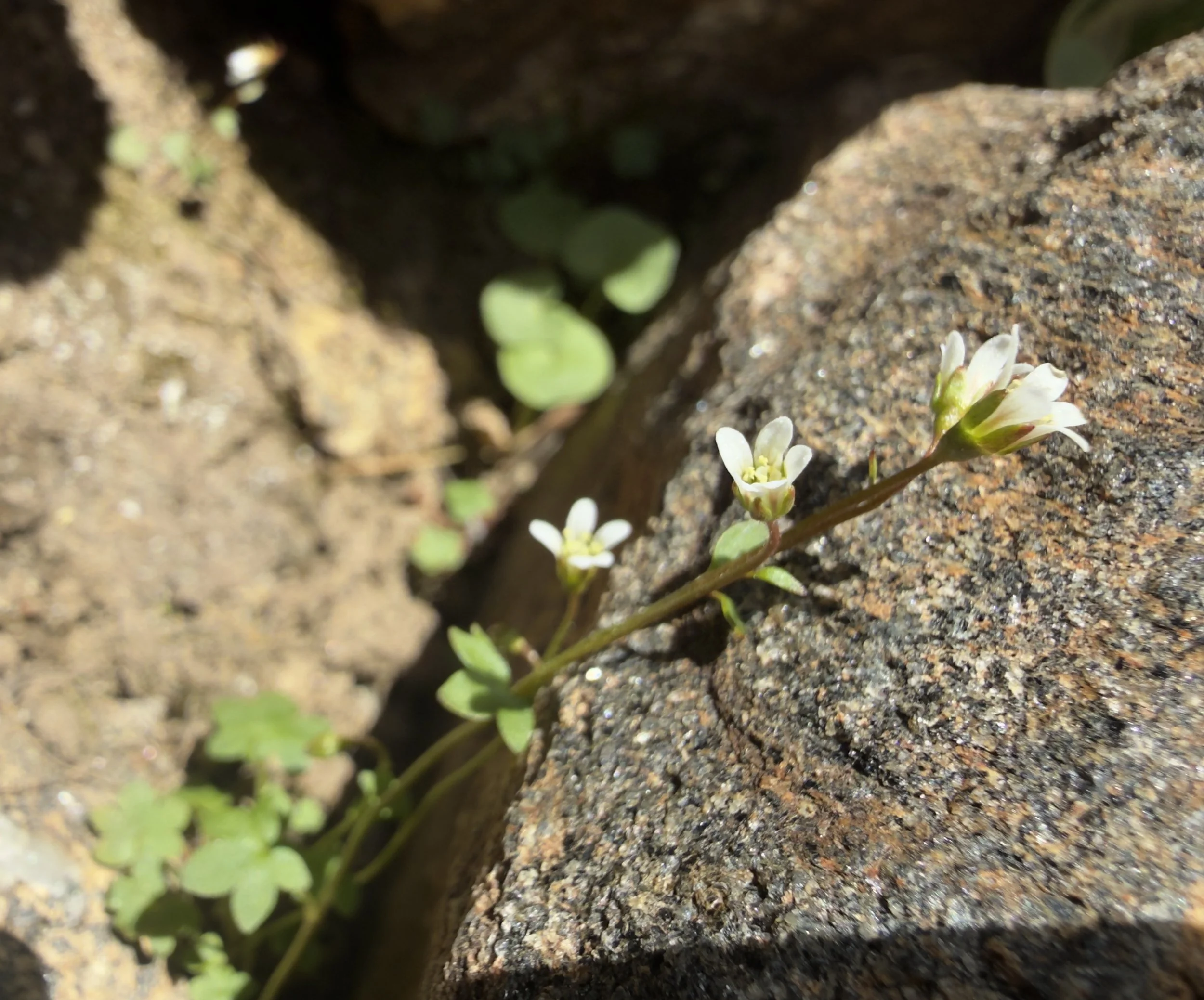 Pygmy saxifrage, Saxifraga hyberborea, 7/11/26