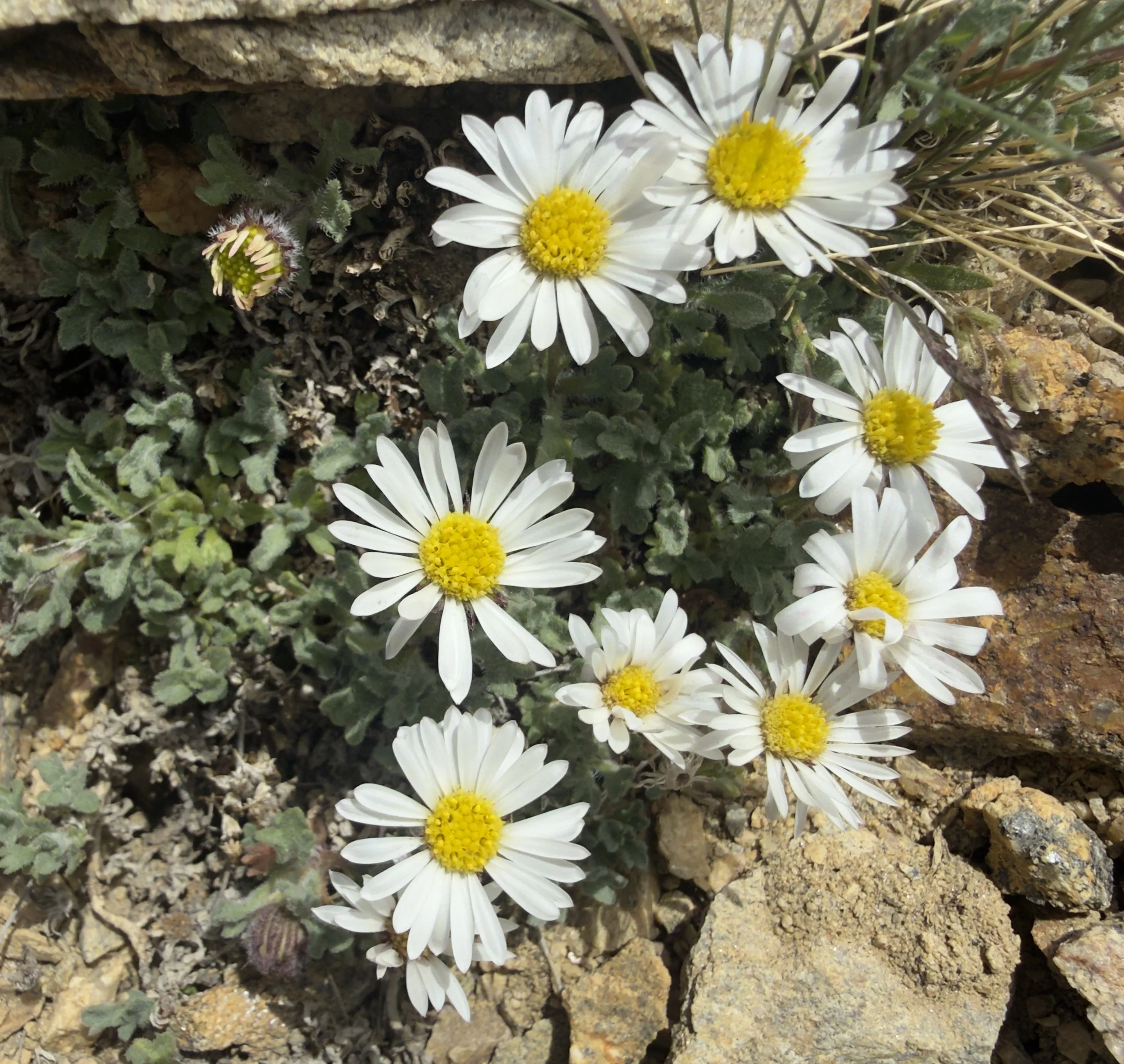 Rambling fleabane, Erigeron vagus, 7/11/26