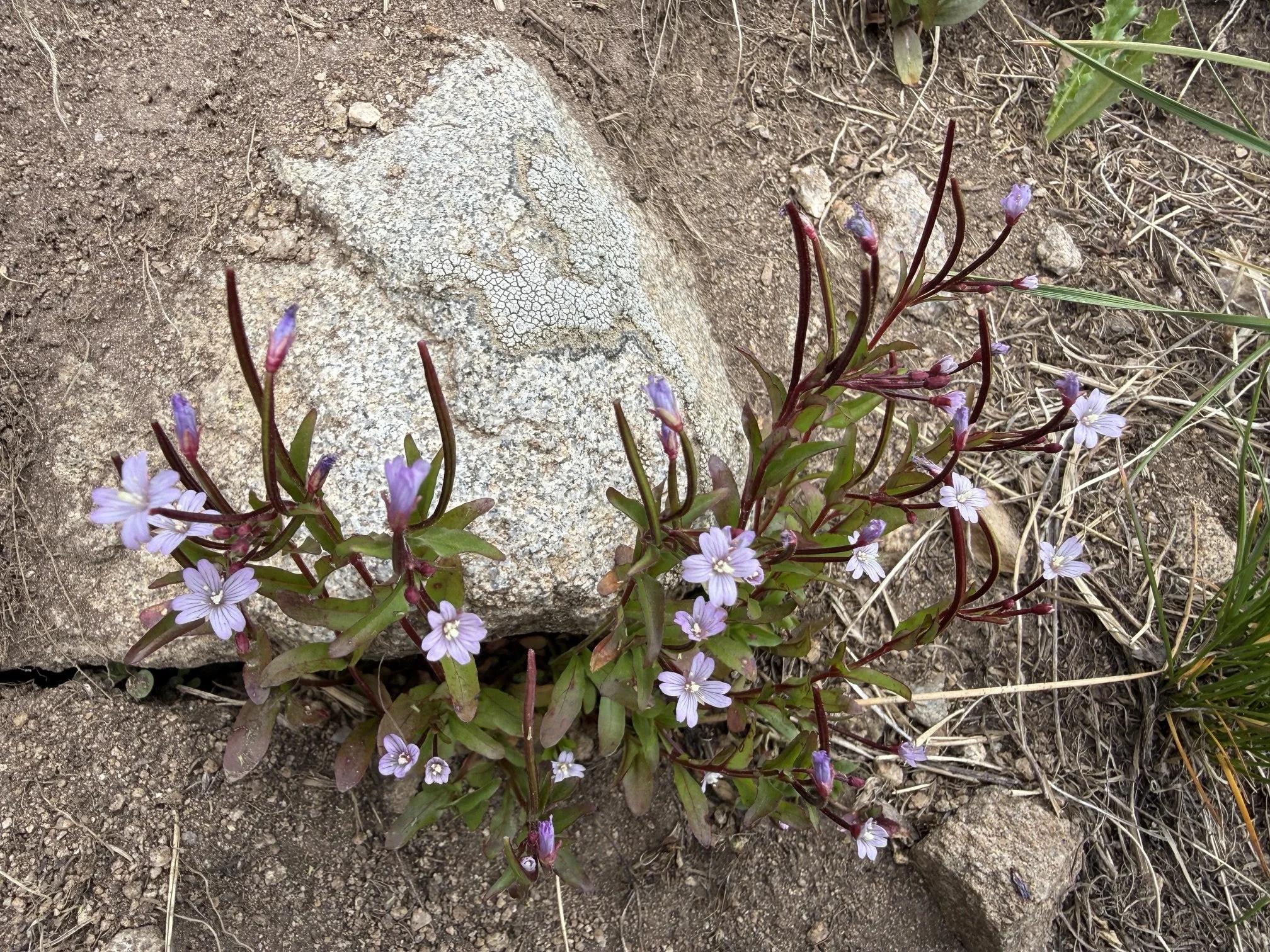 Alpine willowherb, Epilobium anagallidifolium, 7/11/26