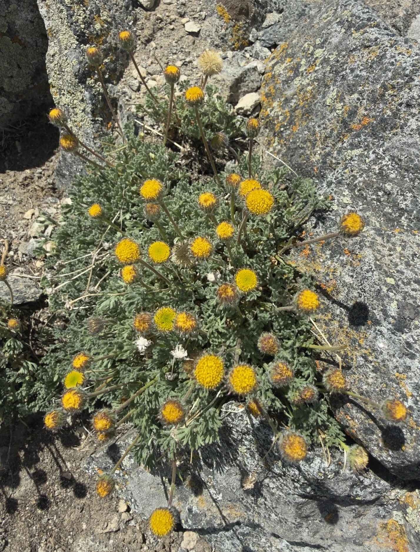 Cutleaf daisy, Erigeron compositus (rayless), 7/11/26