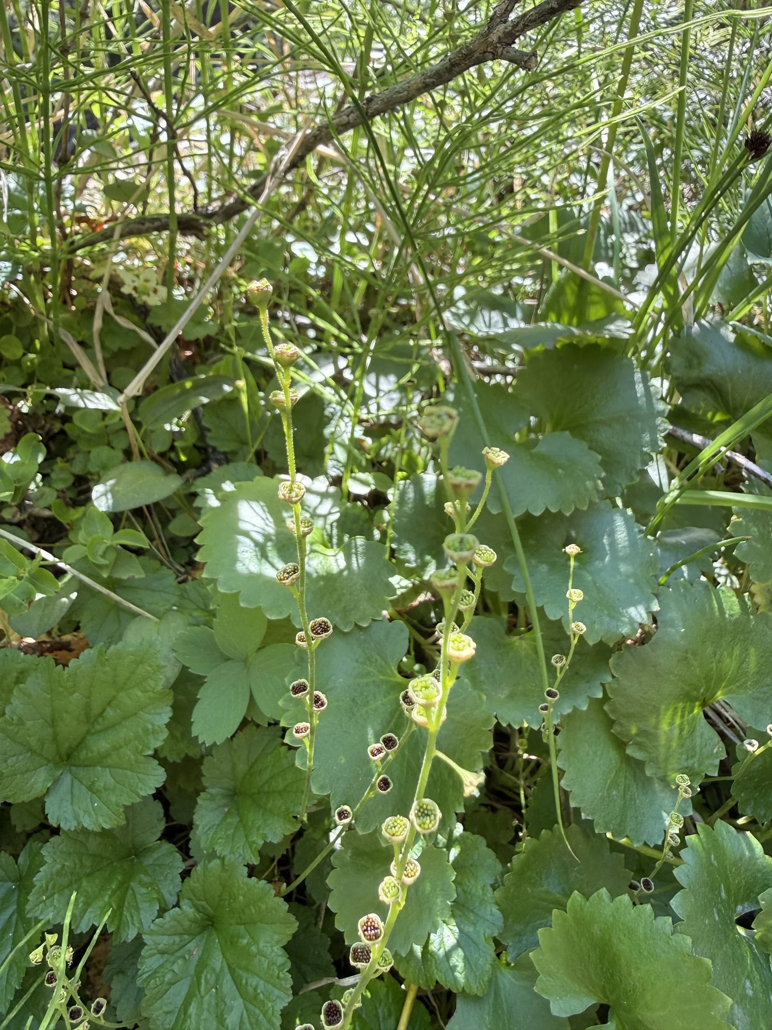 Five-stamened mitrewort, Pectiantia pentandra, 7/13/26