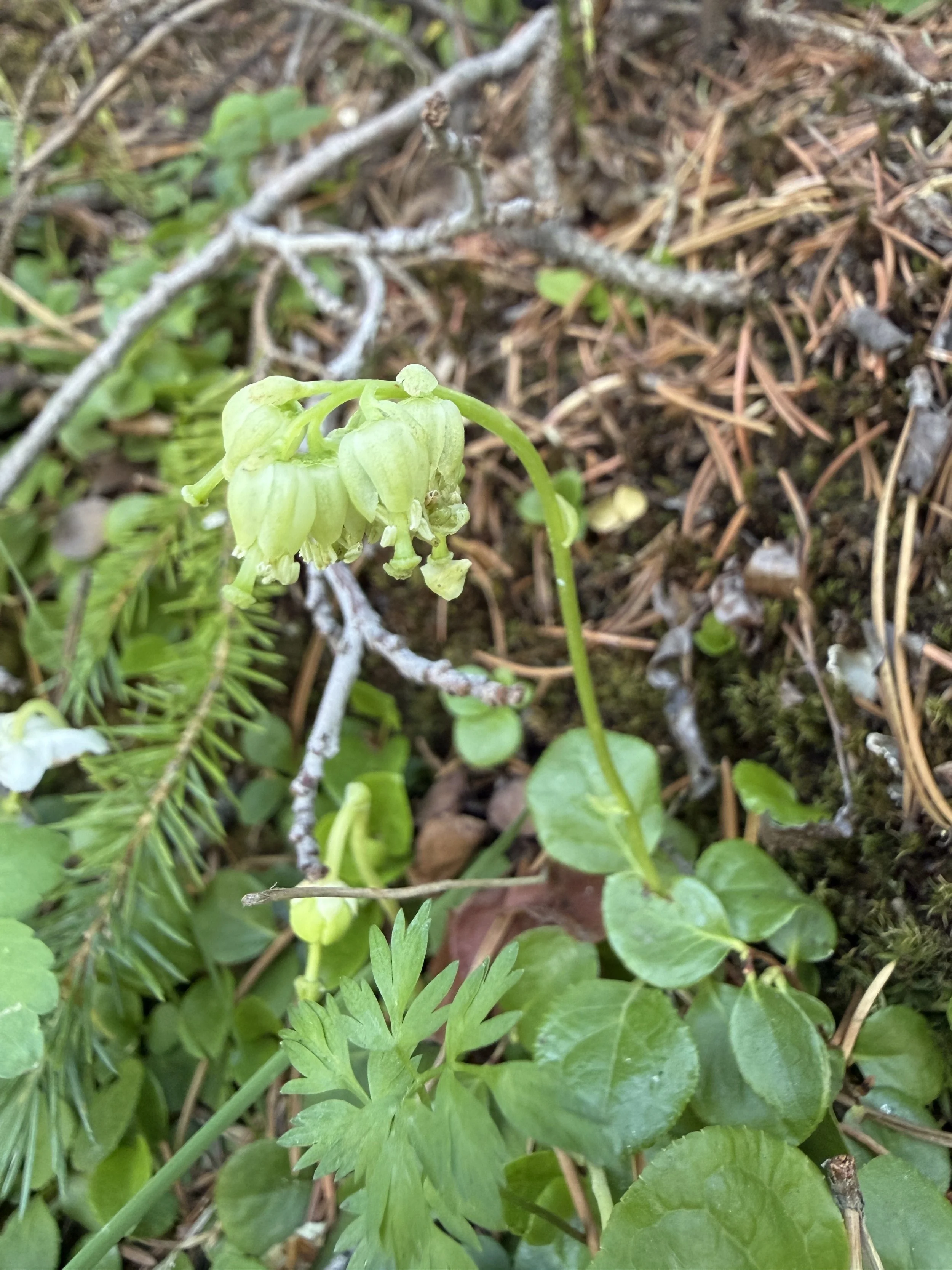 One-sided wintergreen, Orthillia secunda, 7/13/26