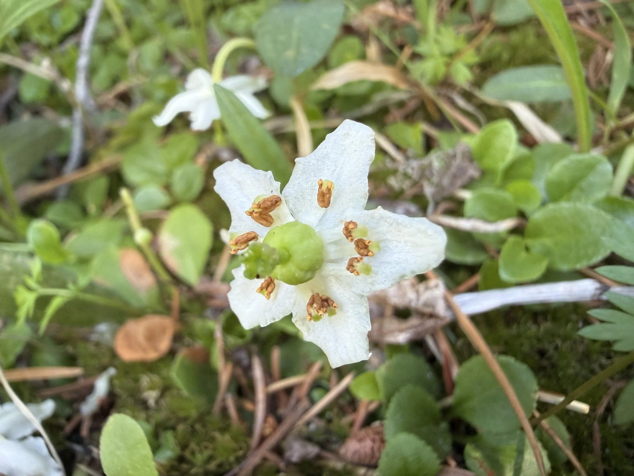 Wood nymph, Moneses uniflora, 7/13/26