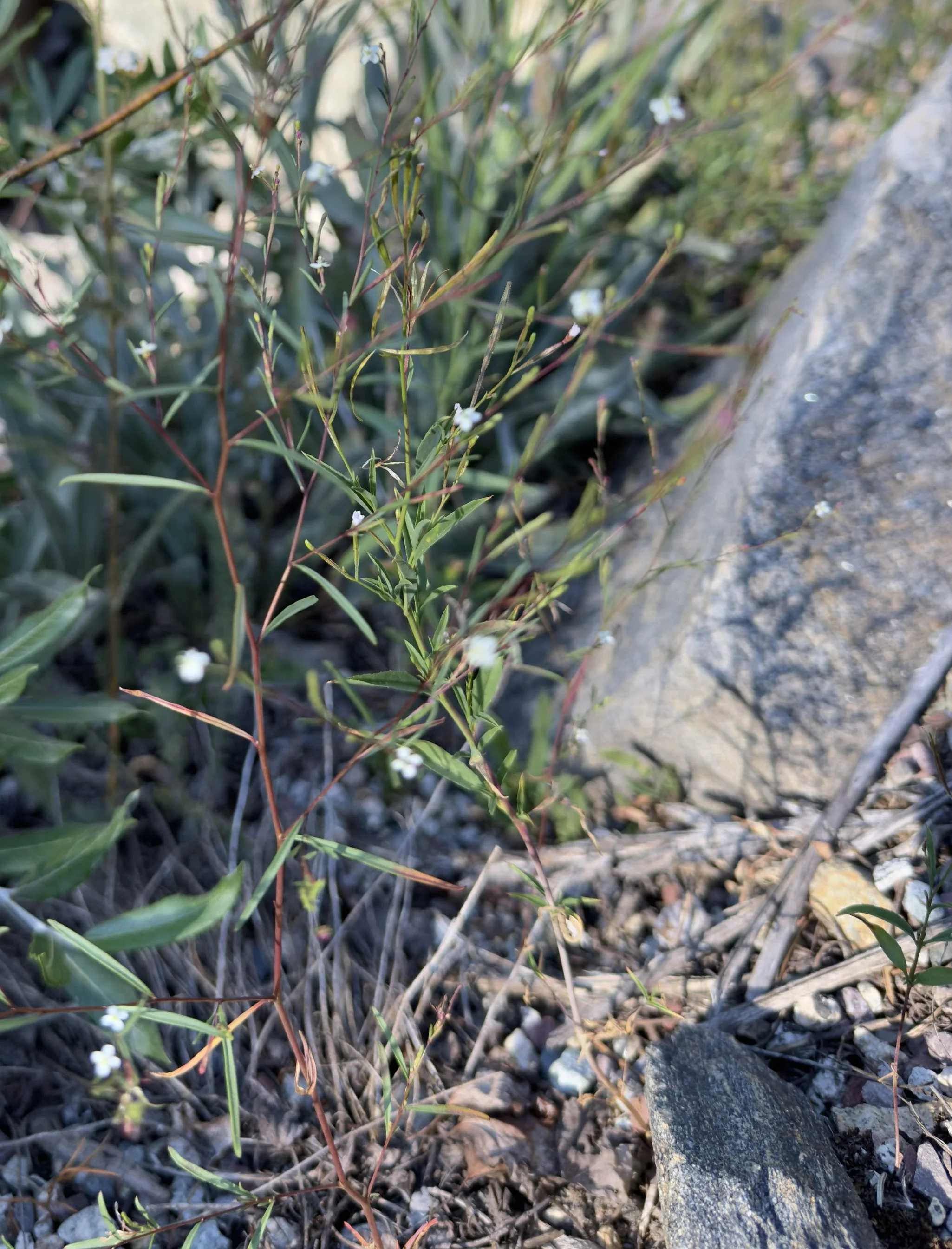 Tall annual willowherb, Epilobium brachycarpum, 7/13/26