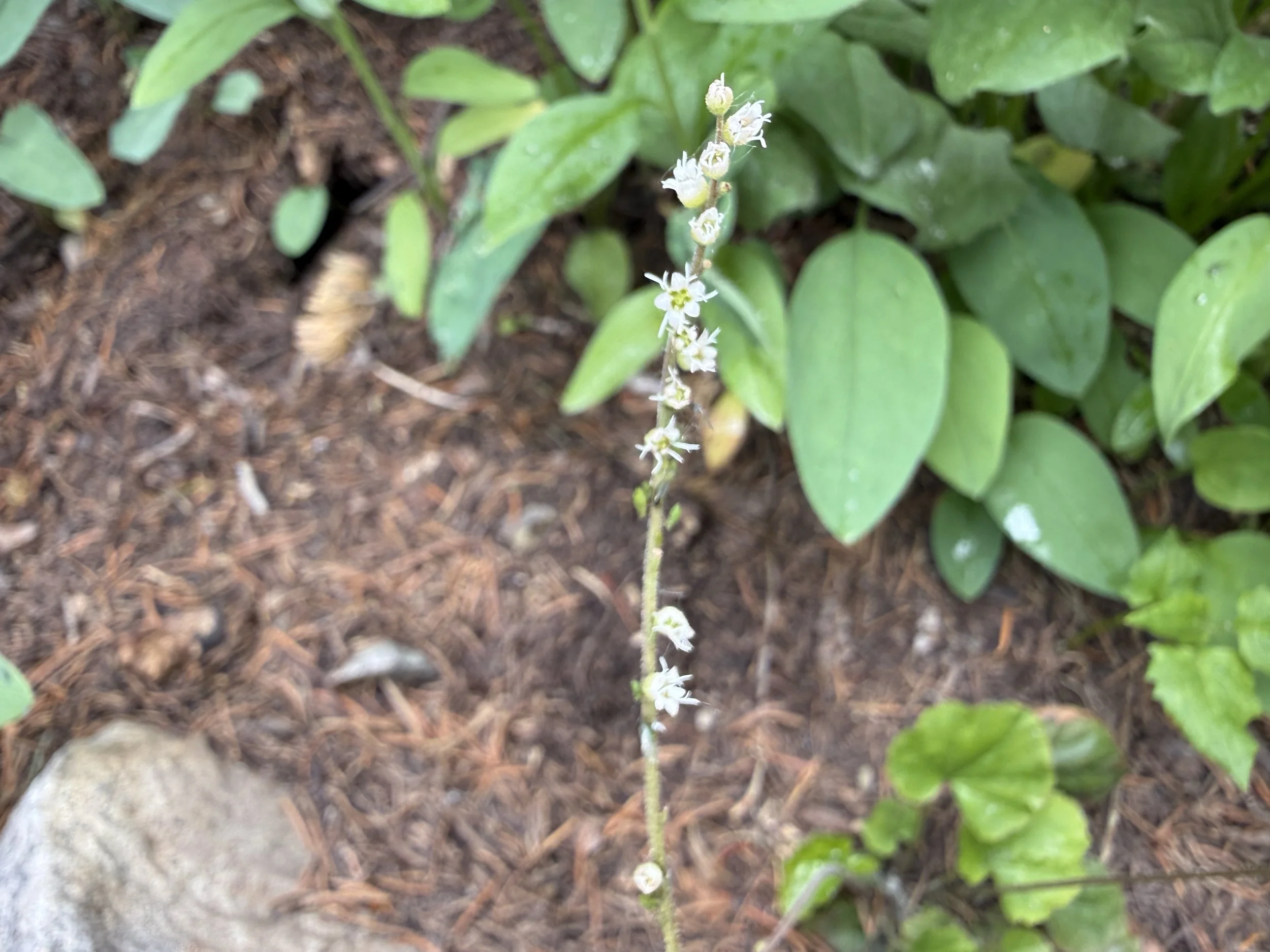 Side-flowered mitrewort, Ozomelis stauropetala, 7/21/26