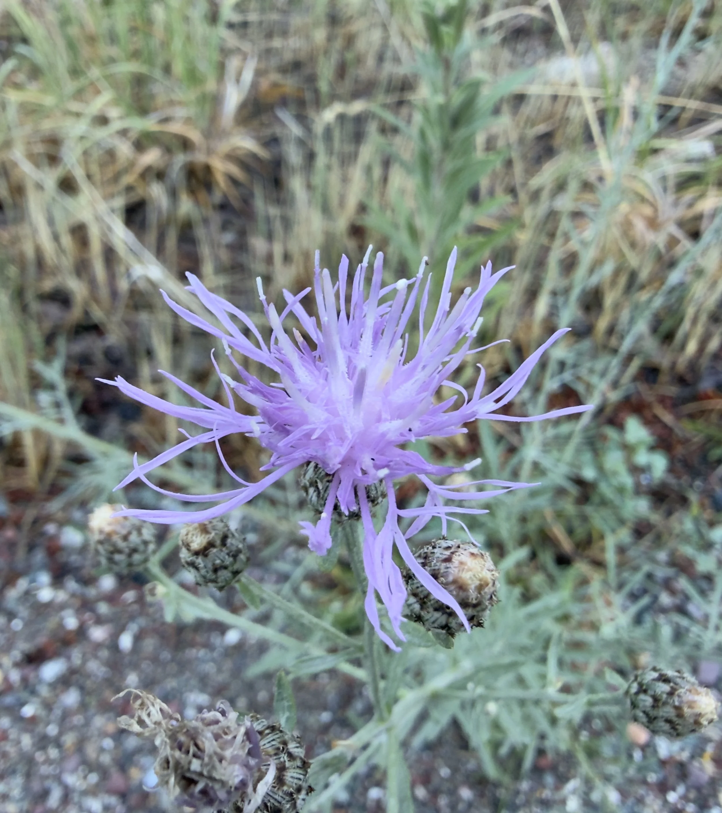 Spotted knapweed, Centaurea stoebe,  7/21/26