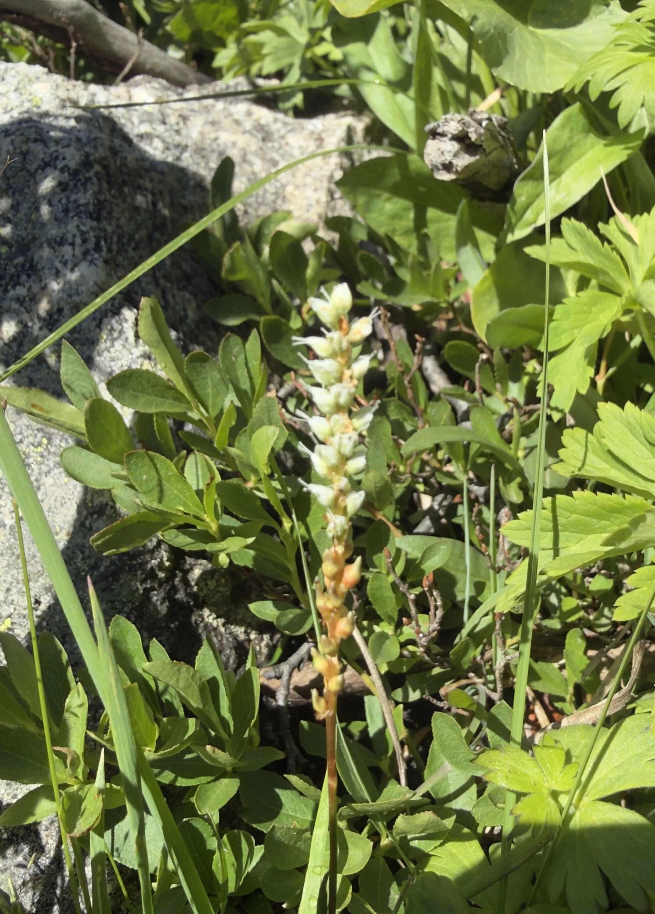 Alpine bistort, Bistorta vivipara, 7/13/26