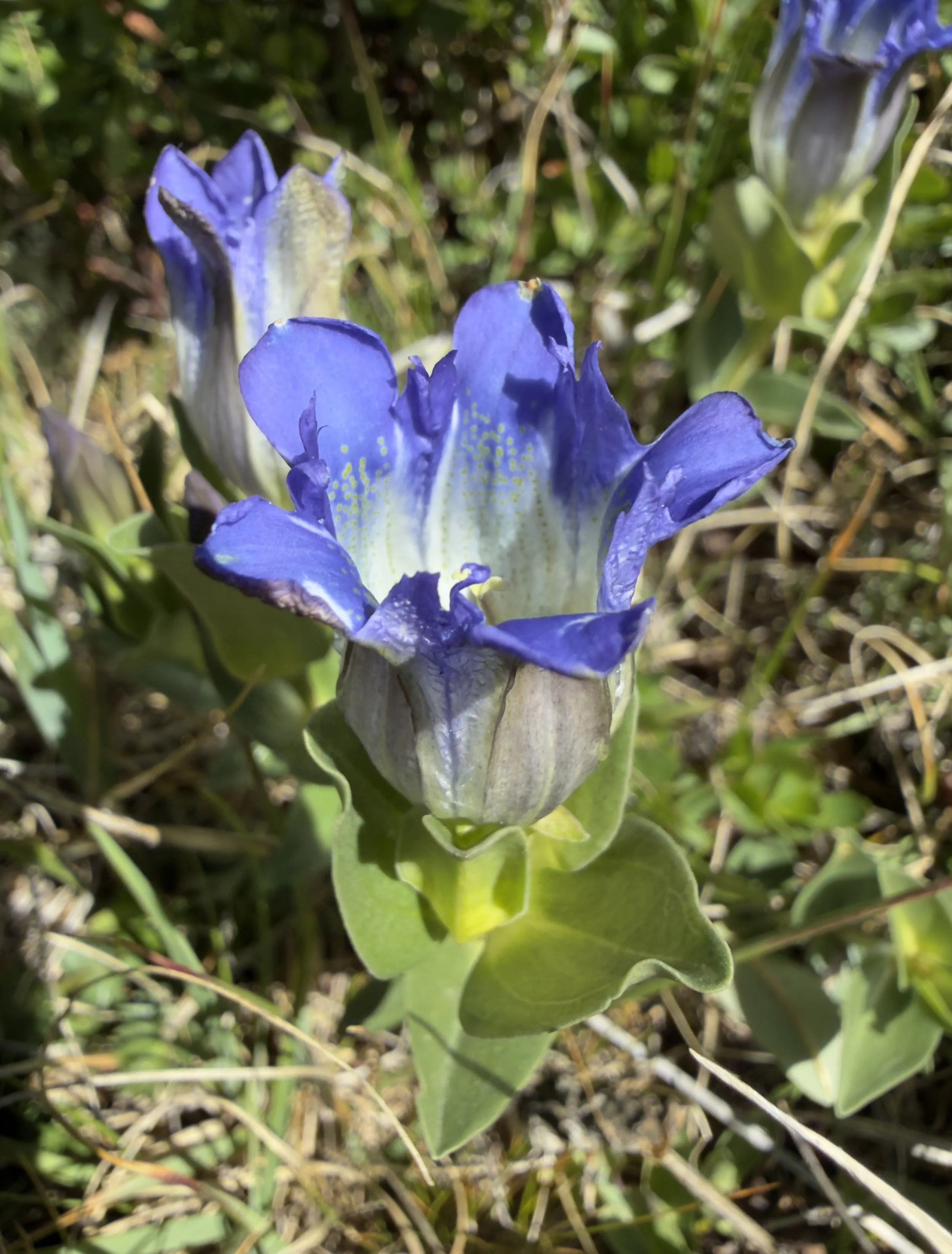 Bottle gentian, Gentiana parryi, 7/21/26