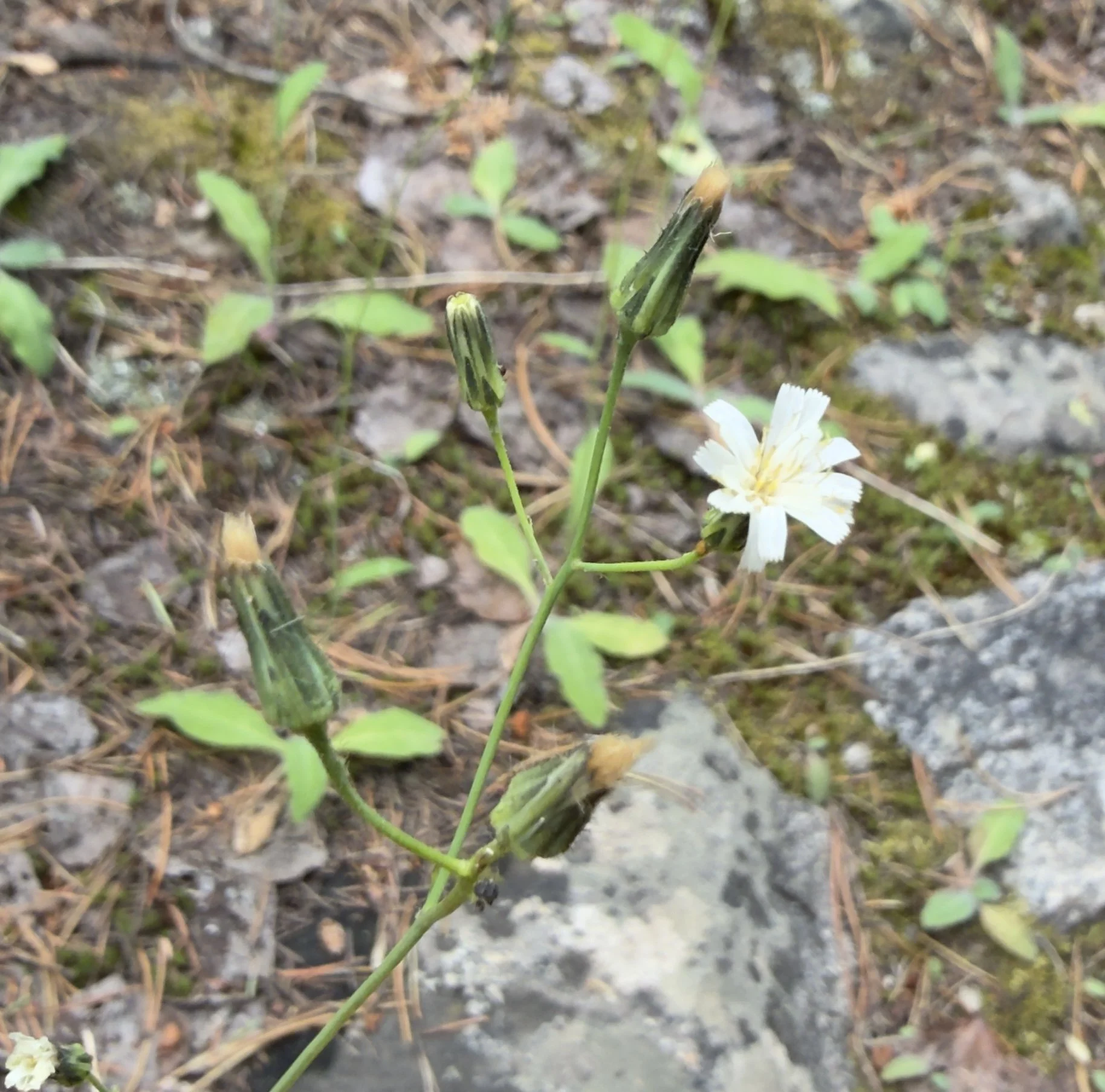 Hieraceum albiflorus, white hawkweed, 7/21/26