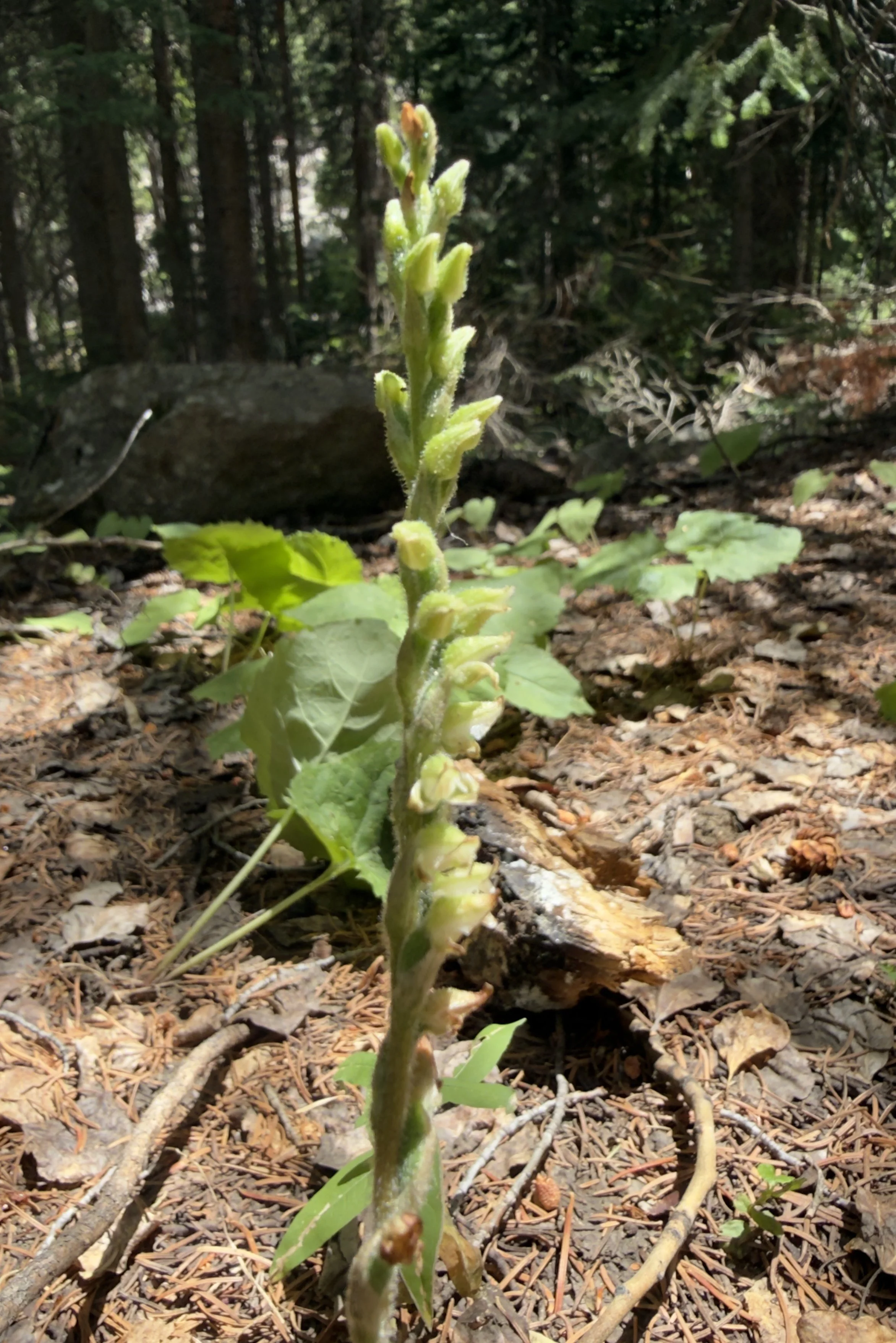 Rattlesnake plantain, Goodyera oblongifolia, 7/21/26