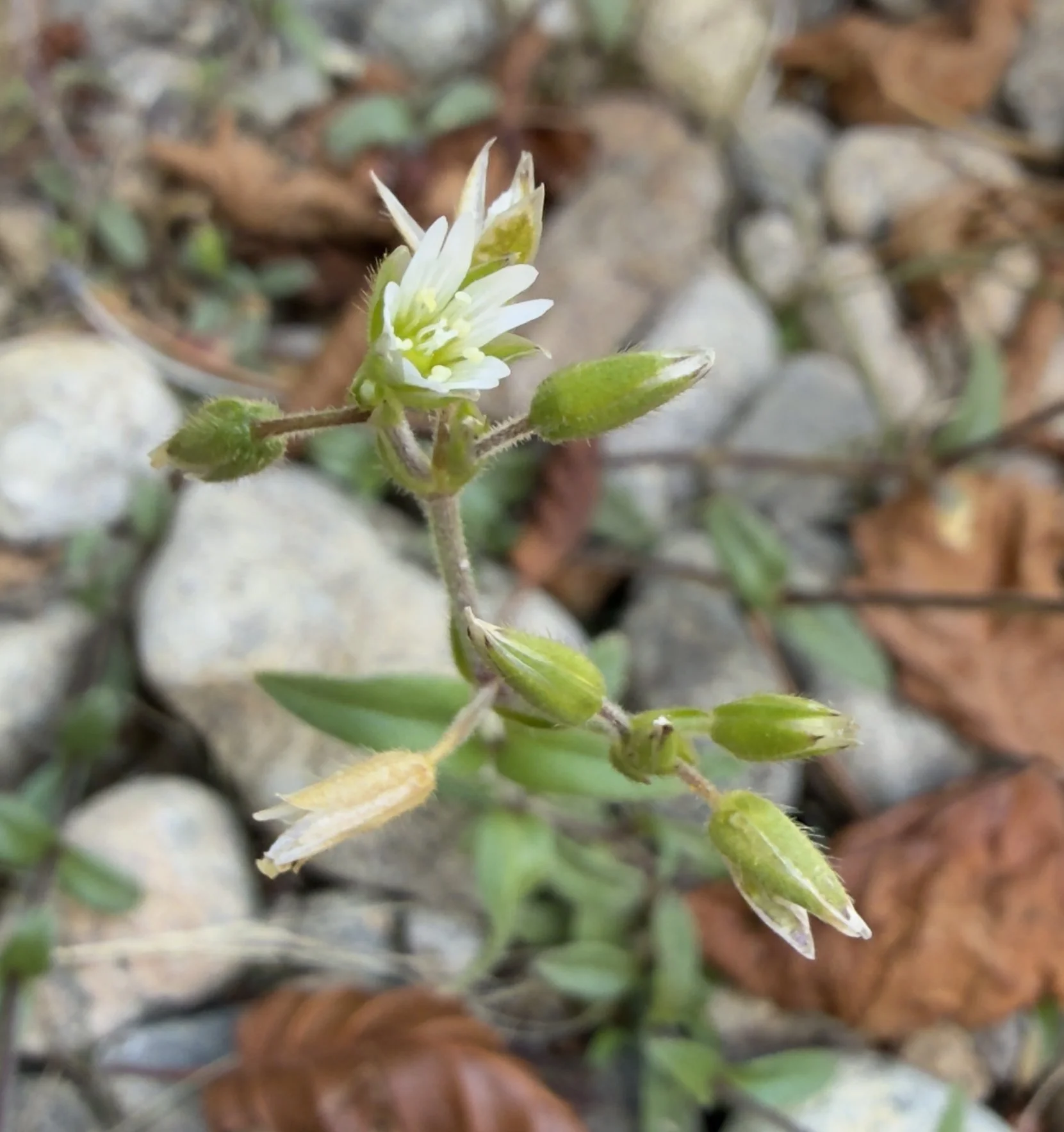 Cerastium fontanum, Mouse-ear chickweed, 7/21/26