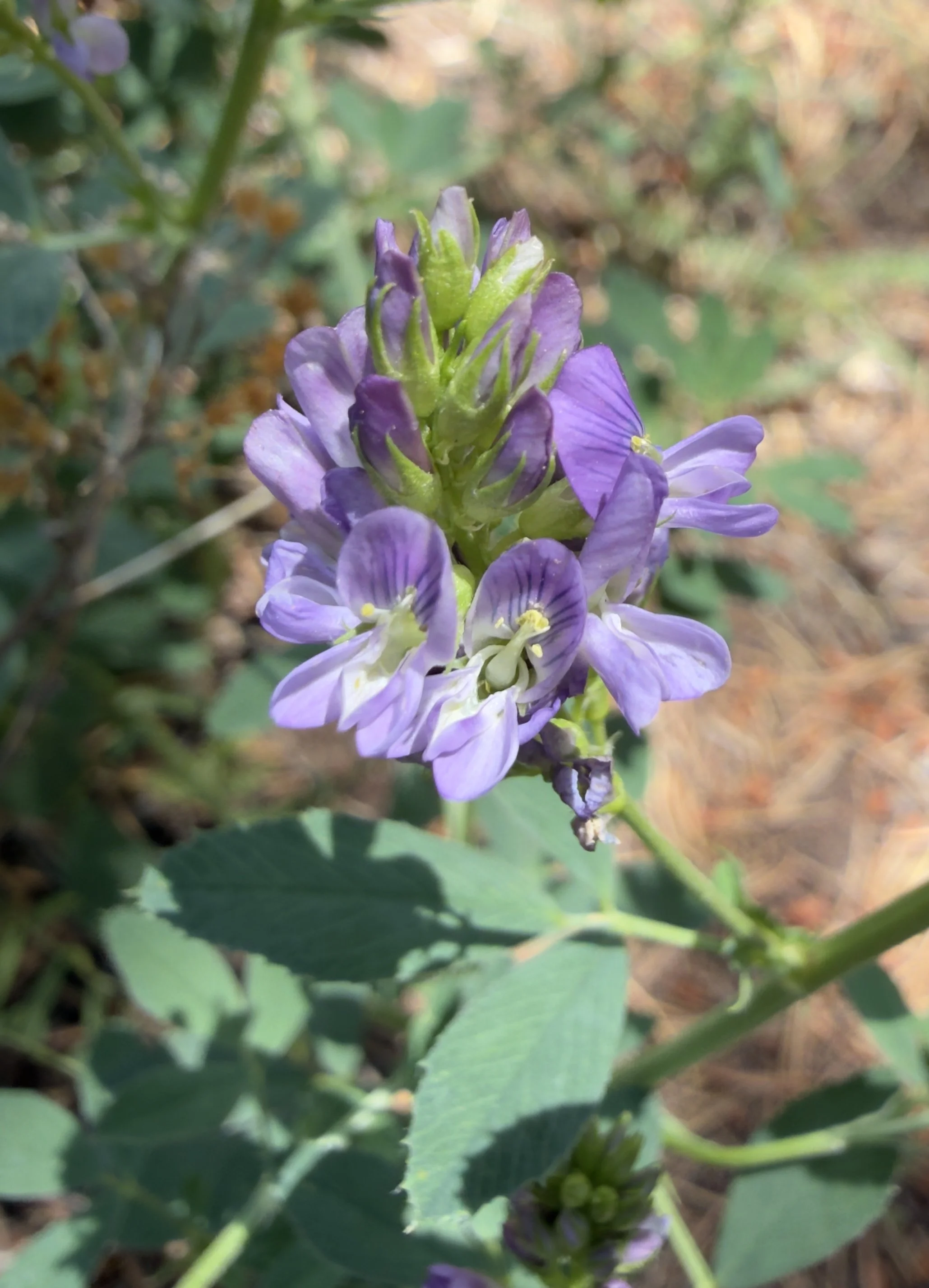 Alfalfa, Medicago sativa, 7/21/26