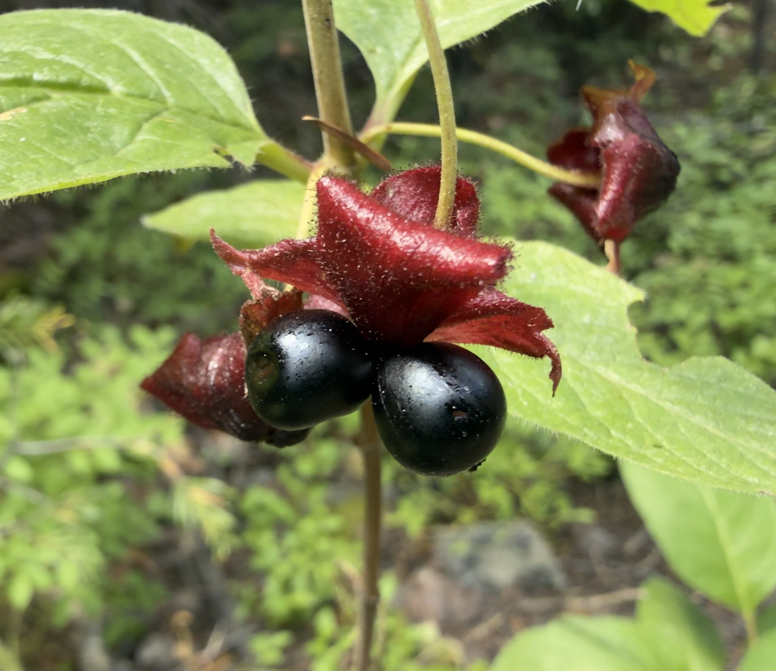 Twinberry, Lonicera involucrata, 7/21/26