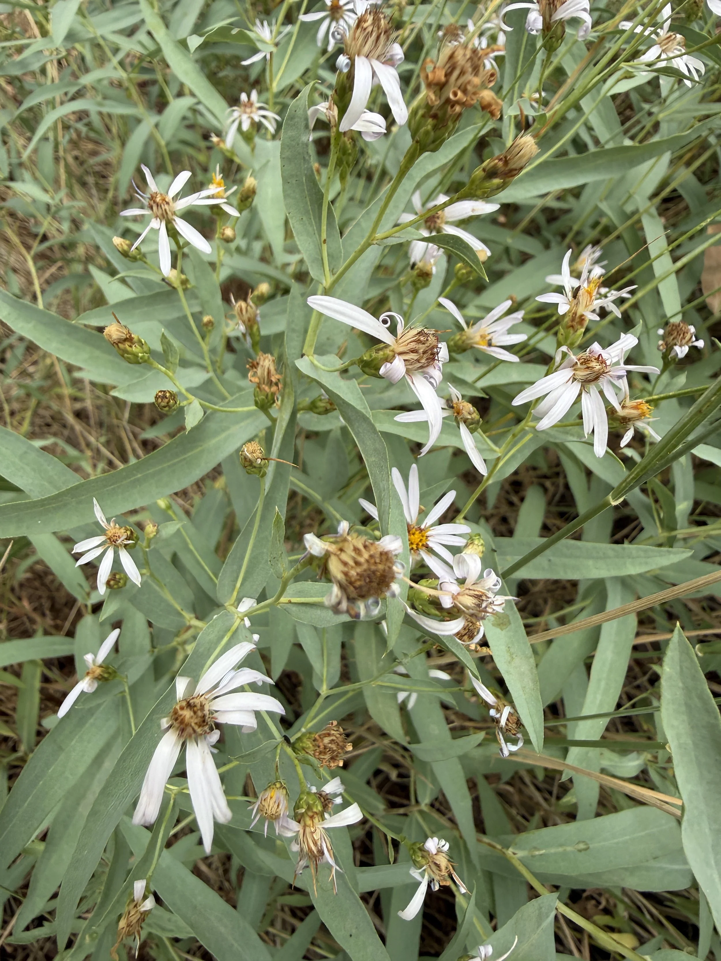 Smooth aster, Symphyotrichum laeve, 7/22/26