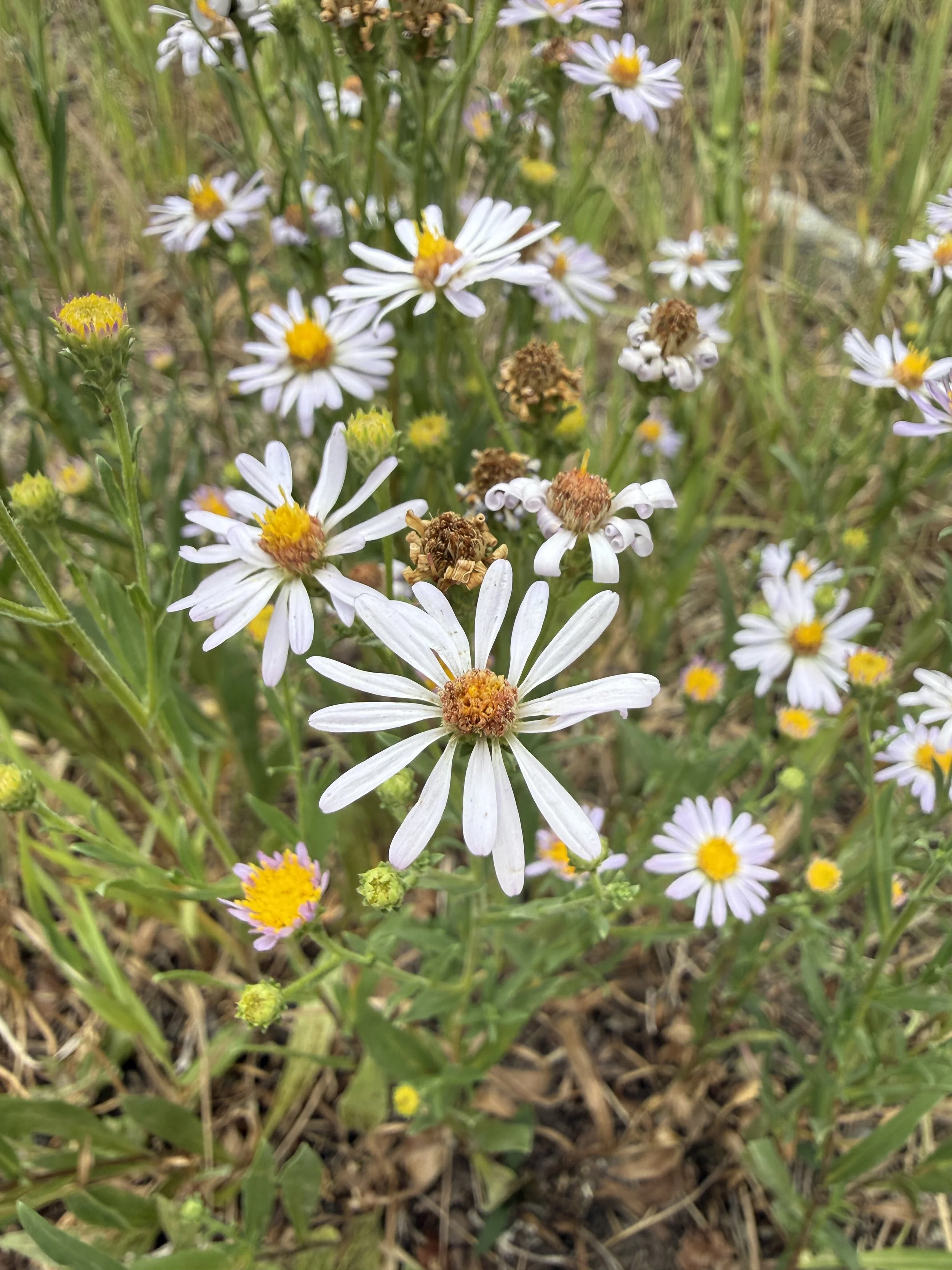 Western aster, Symphyotrichum ascendens, 7/22/26