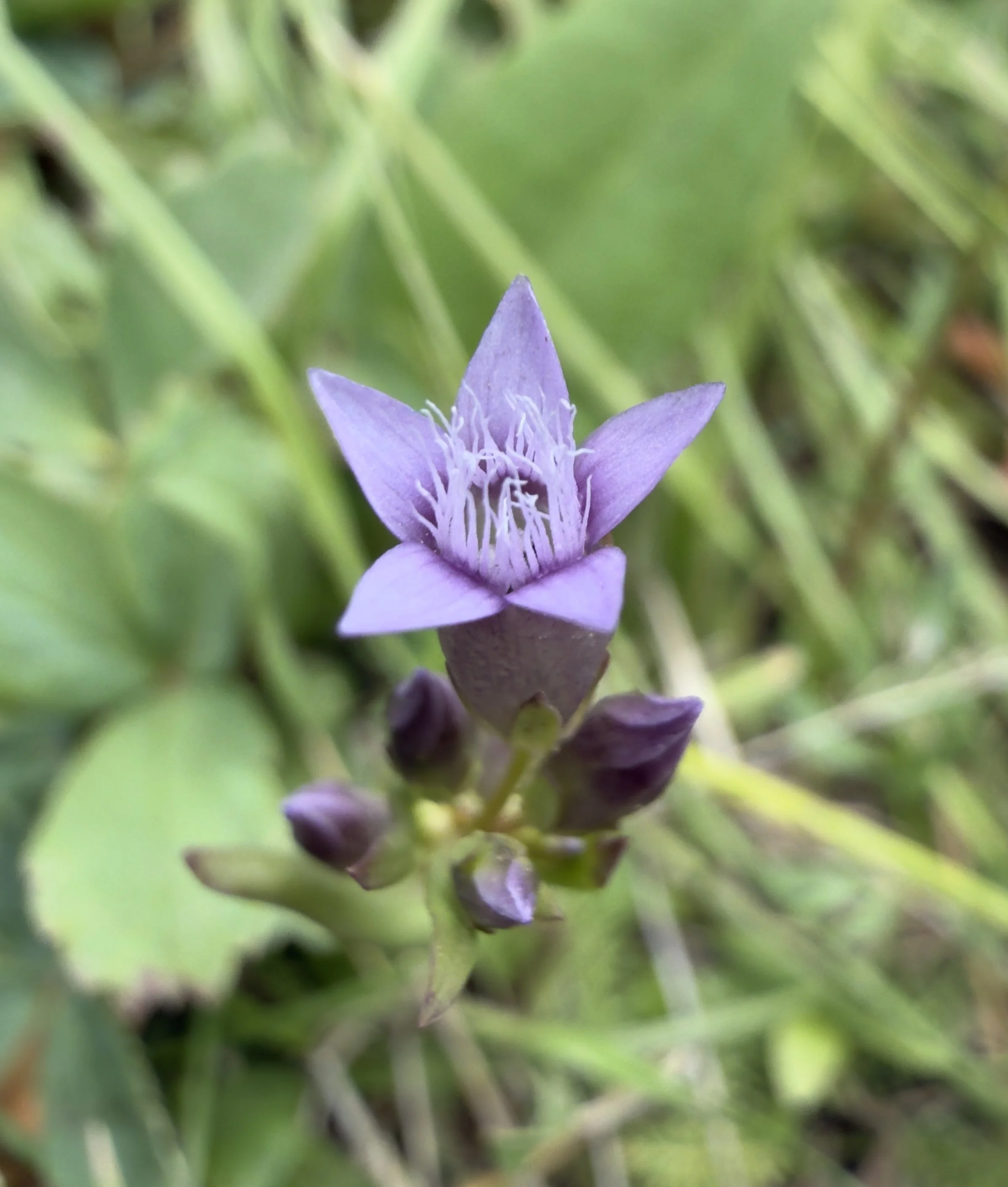 Autumn gentian, Gentianella amarella, 7/22/26
