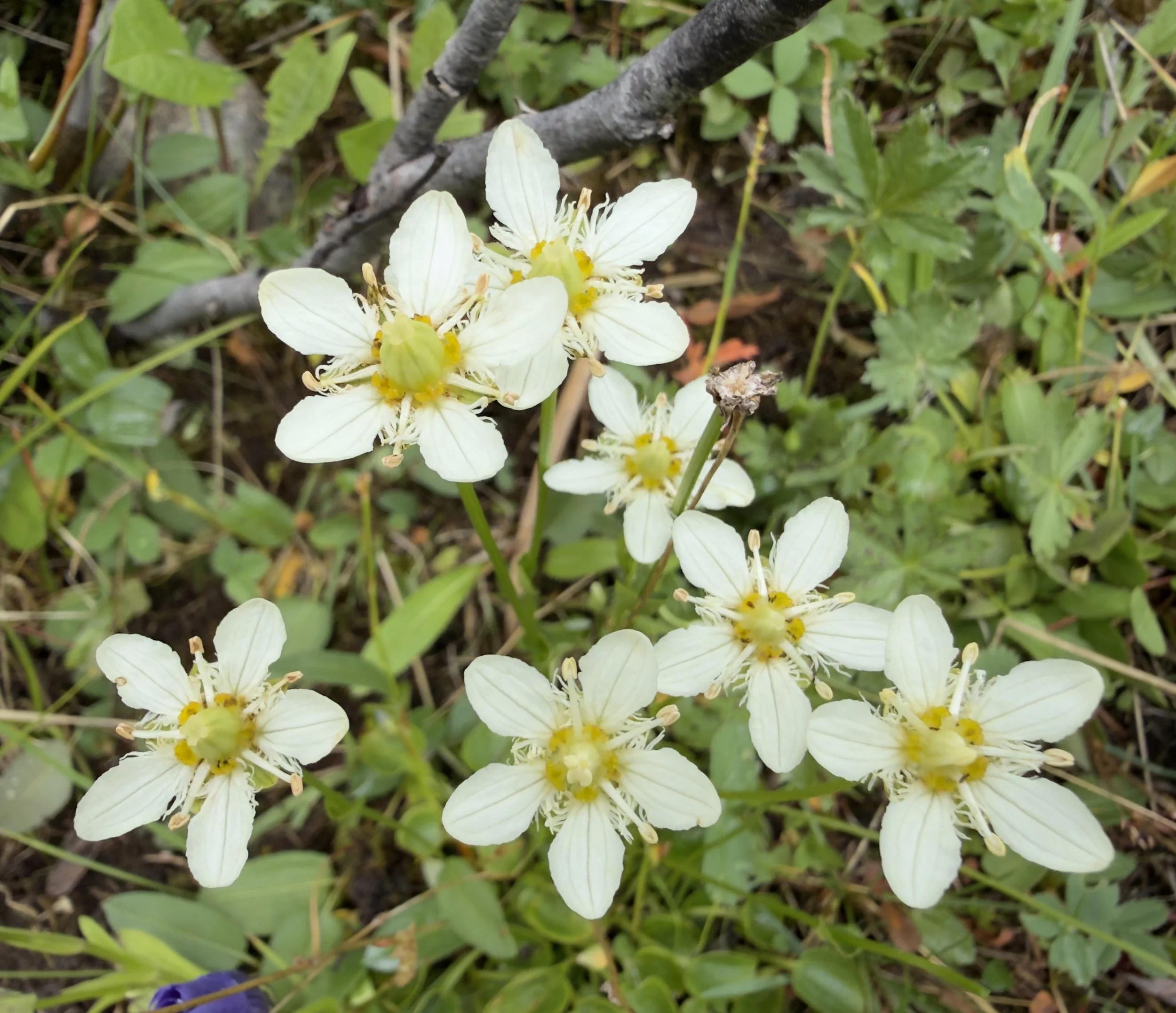 Fringed grass-of-parnassus, Parnassia fimbriata, 7/23/26