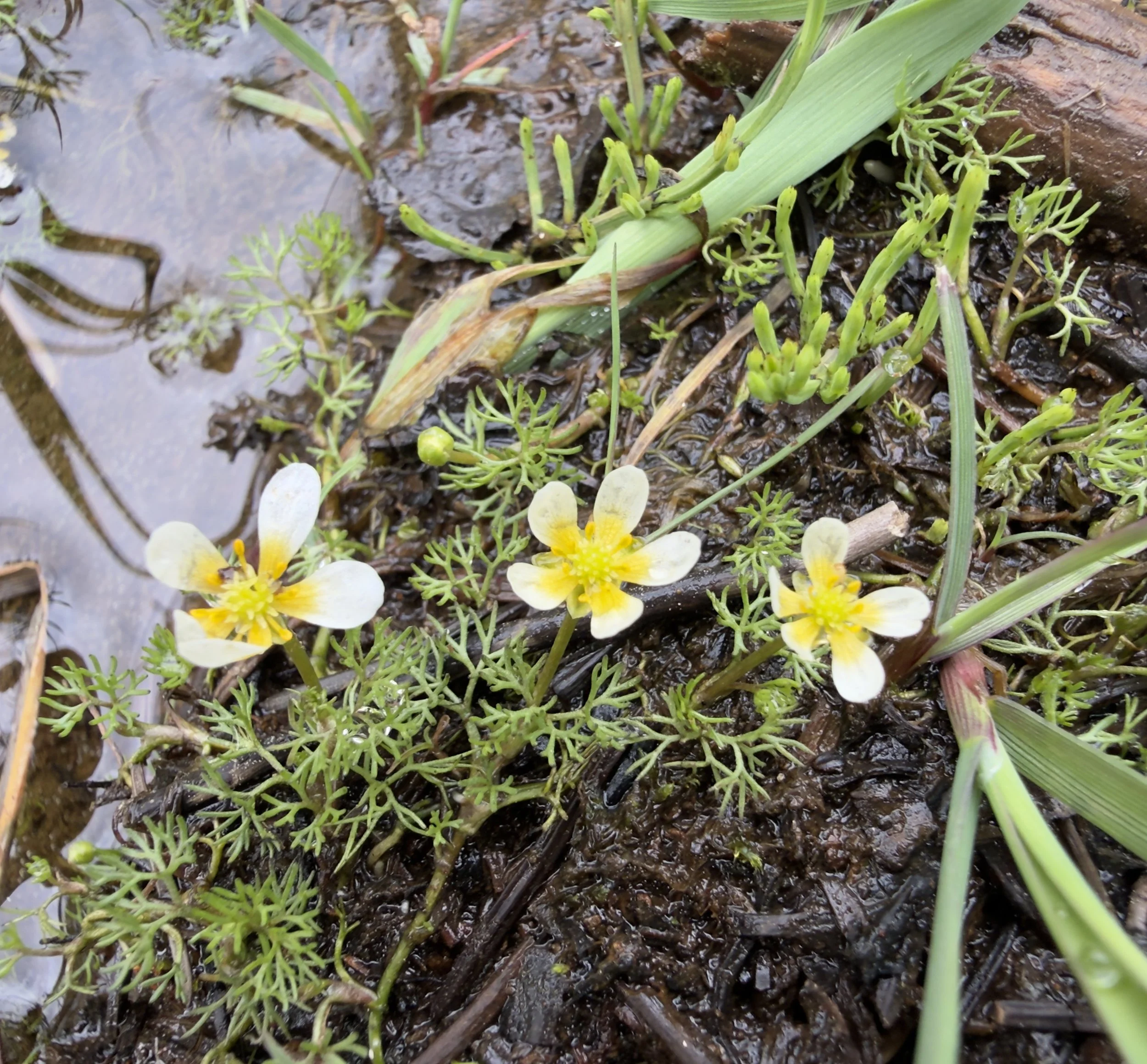 White water crowfoot, Ranunculus aquatilis, 7/22/26