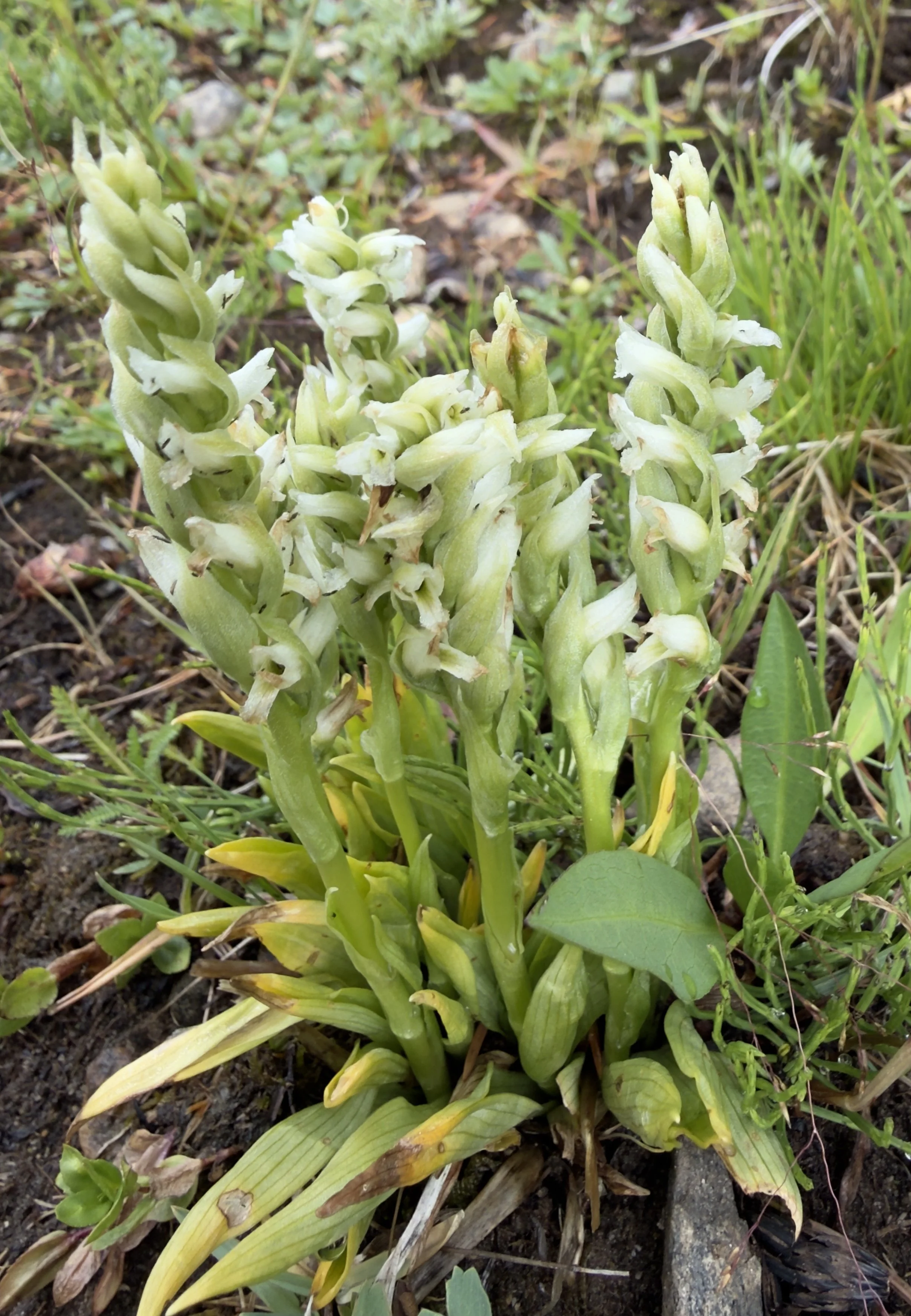 Hooded ladies' tresses, Spiranthes romanzoffiana, 7/23/26