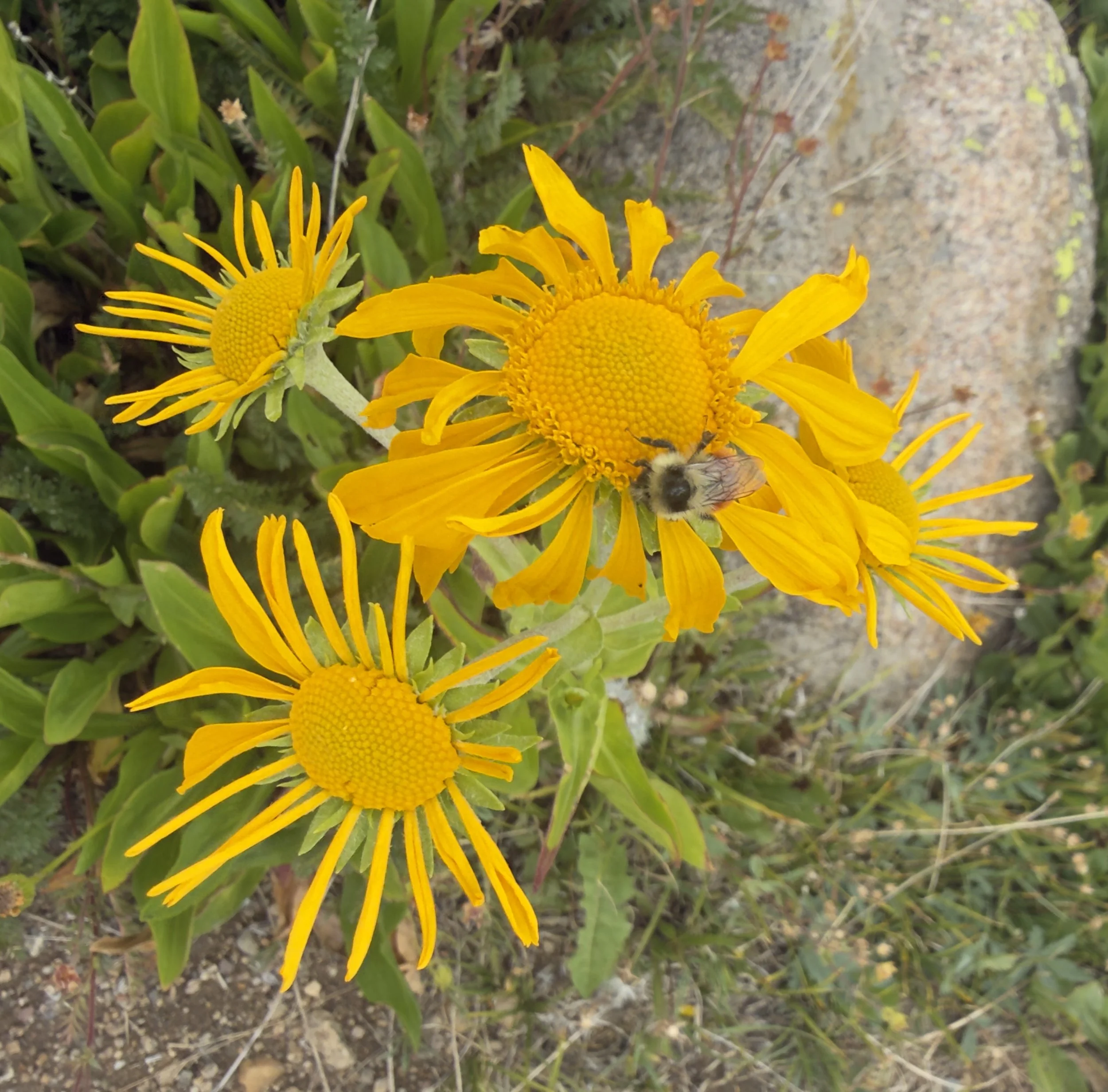 Sneezeweed, Hymenoxis hoopesii, 7/23/26