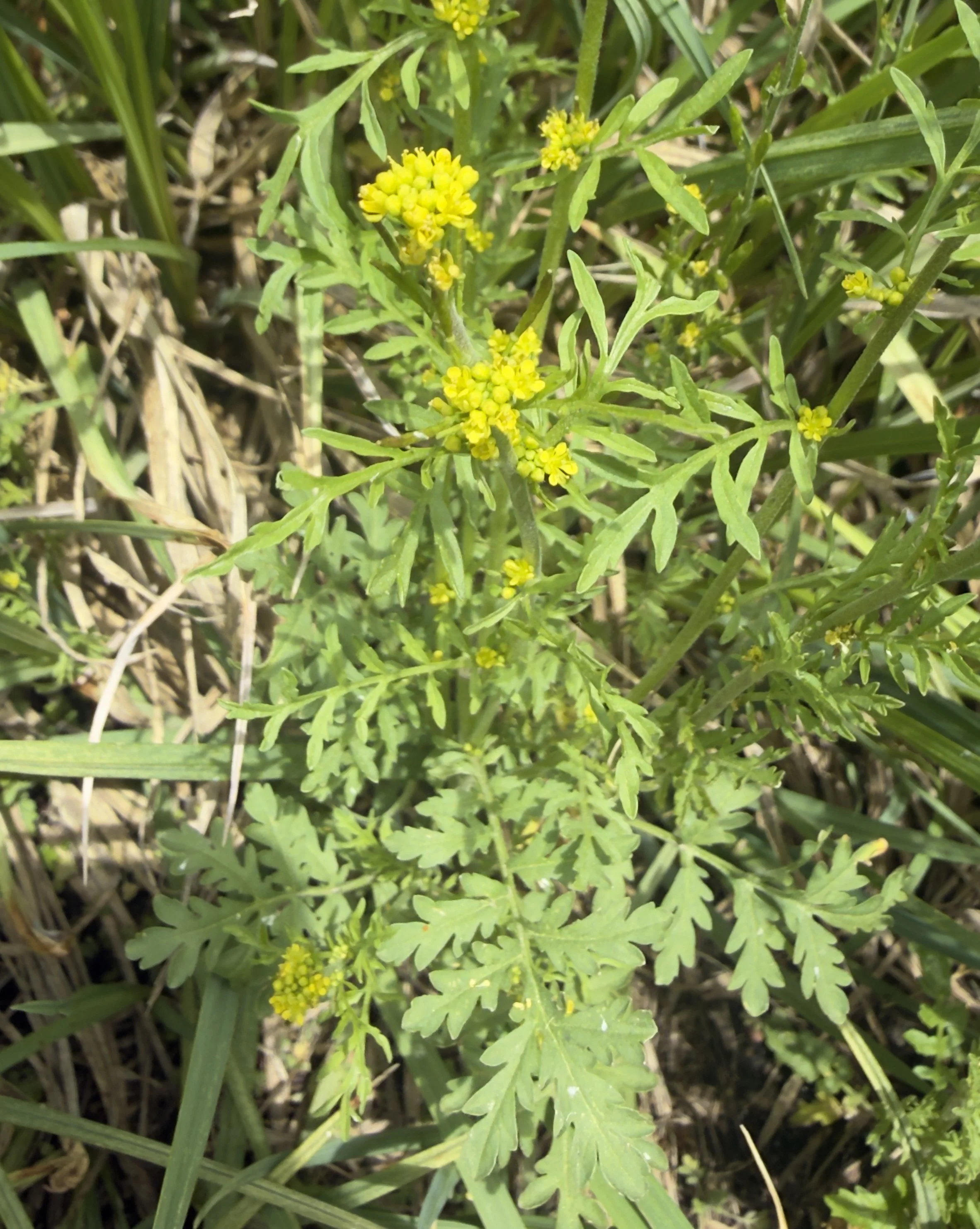 Mountain tansymustard, Descurainia incana, 7/27/26