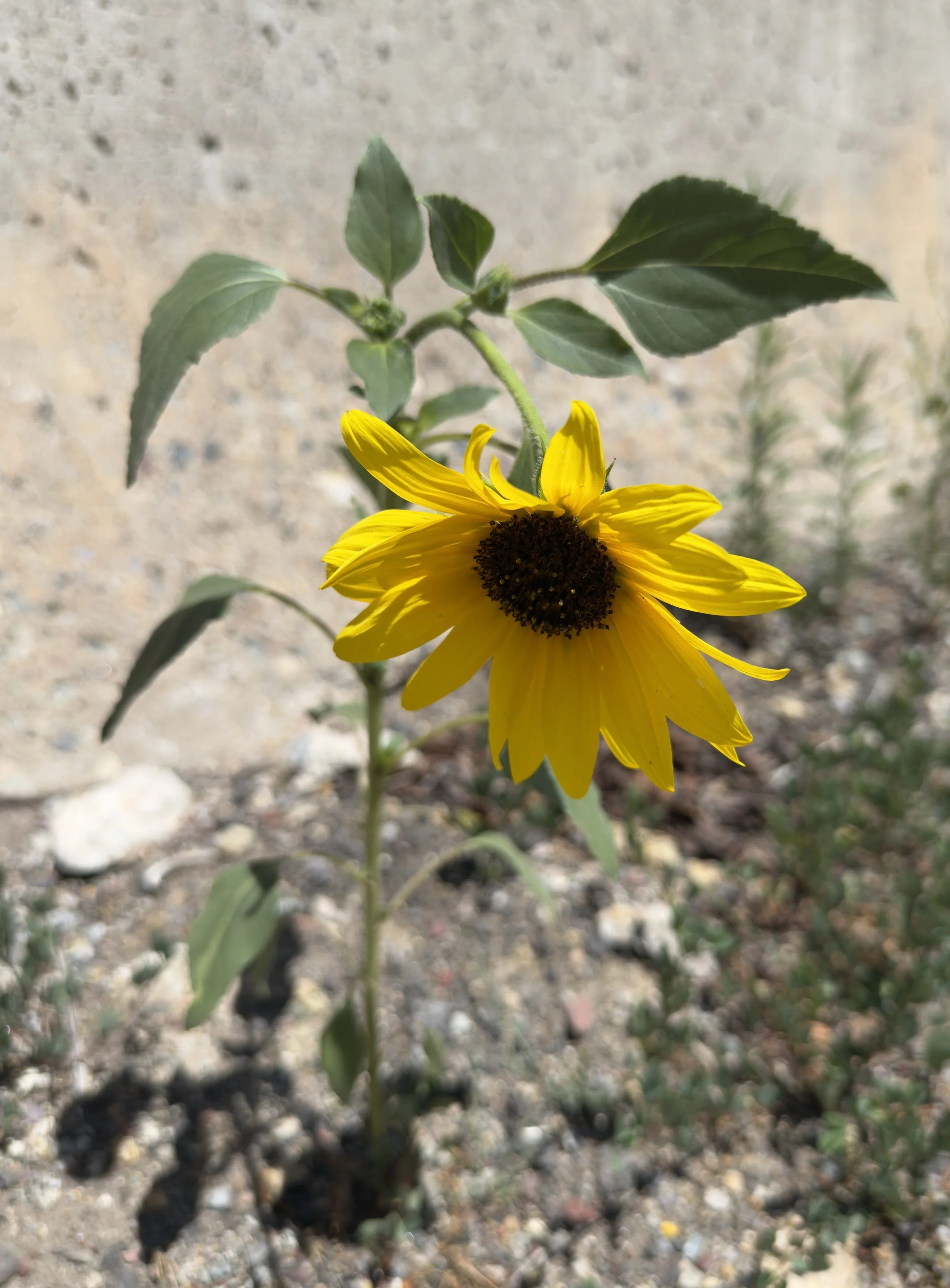 Common sunflower, Helianthus annuus, 7/27/26
