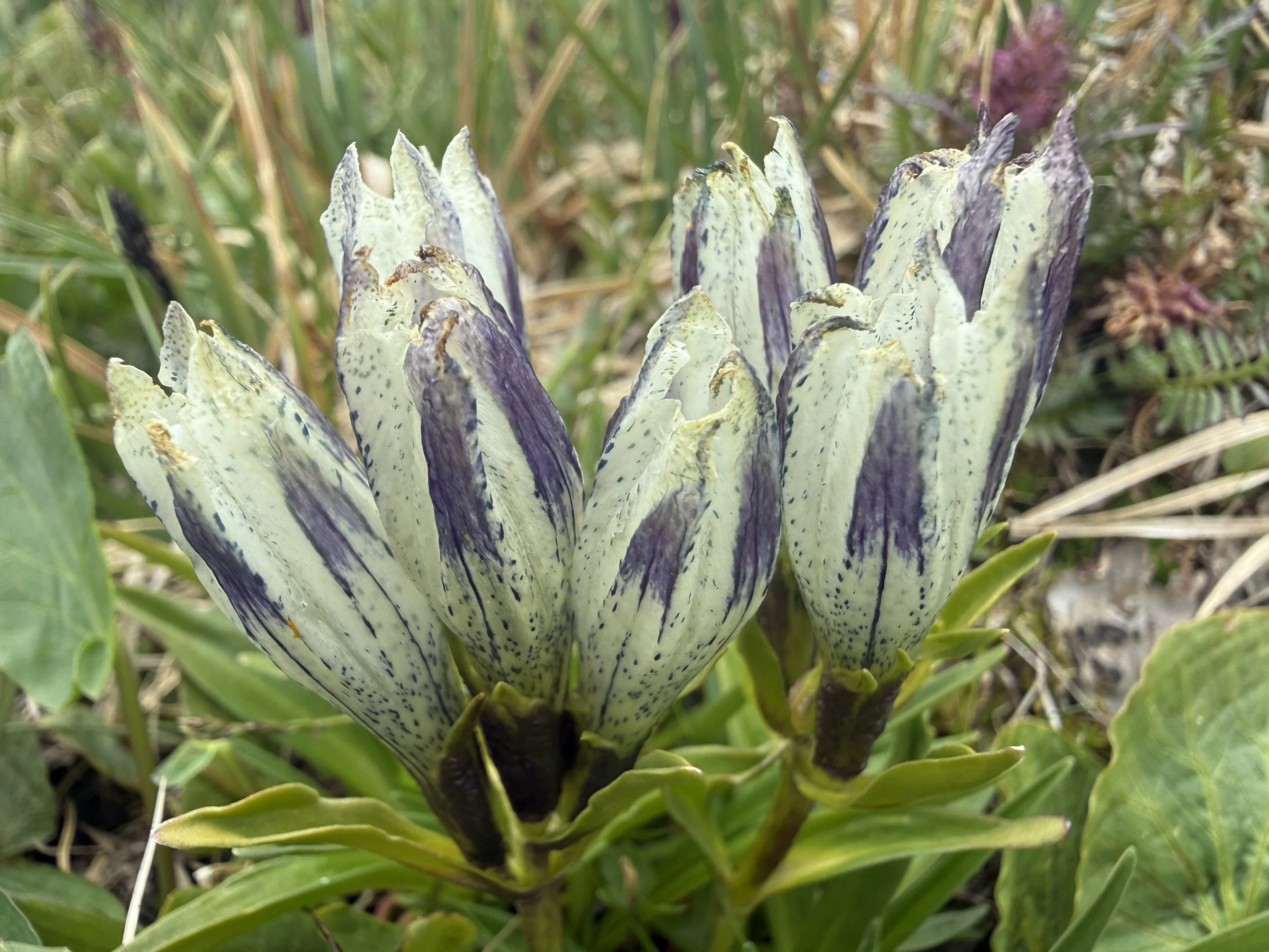 Arctic gentian, Gentiana algida, 7/11/26