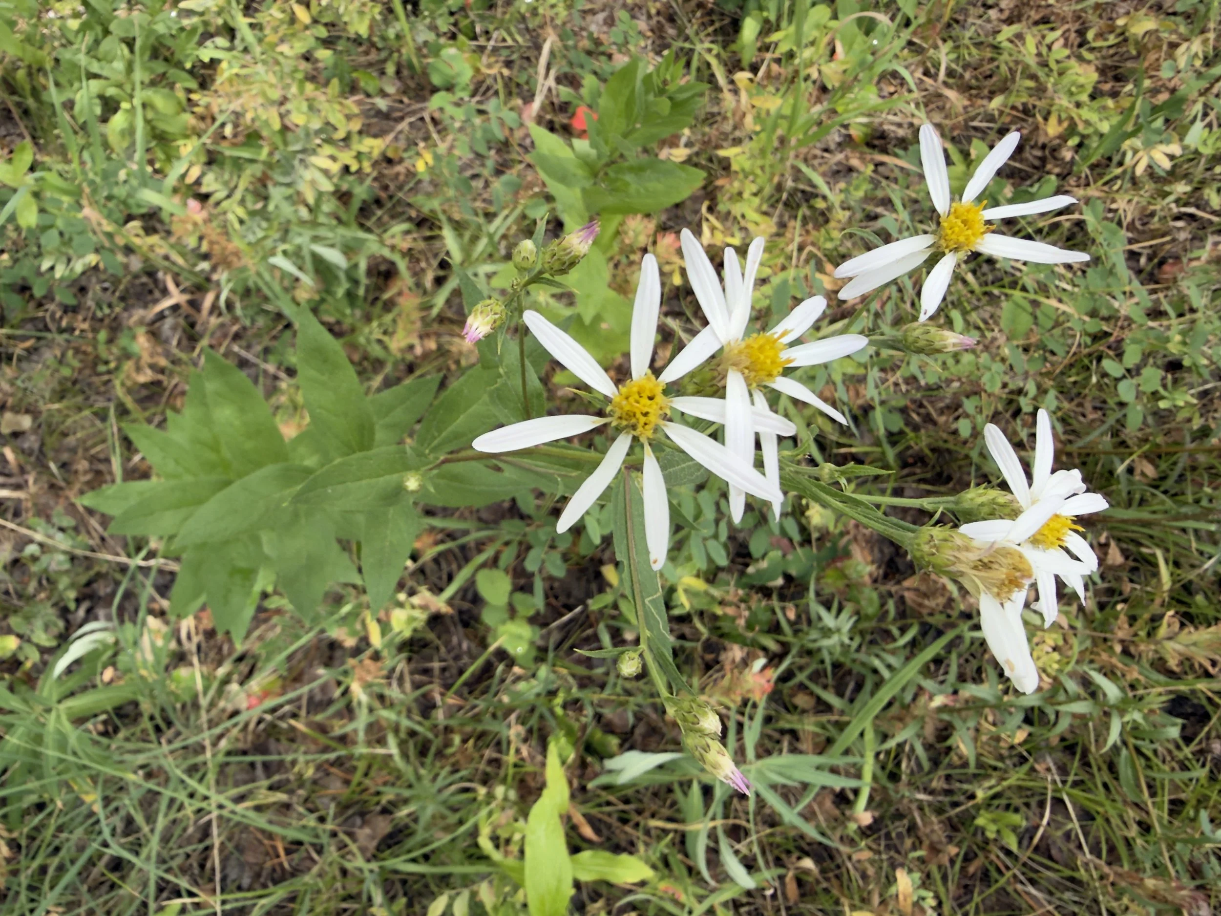 Engelmann's aster, Eucephalus engelmannii, 7/29/26