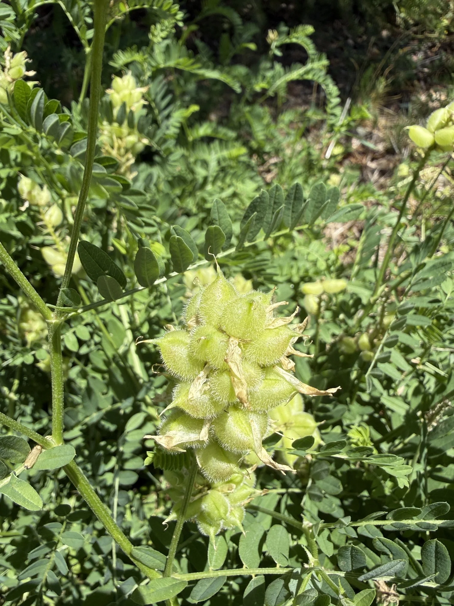 Chickpea milkvetch, Astragalus cicer, 7.30.26