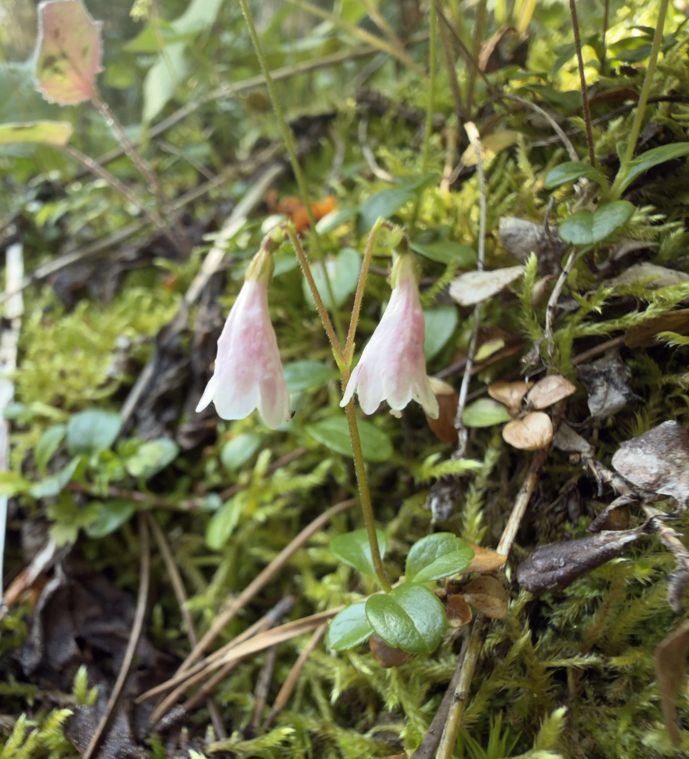 Twinflower, Linnaea borealis, 7/31/26