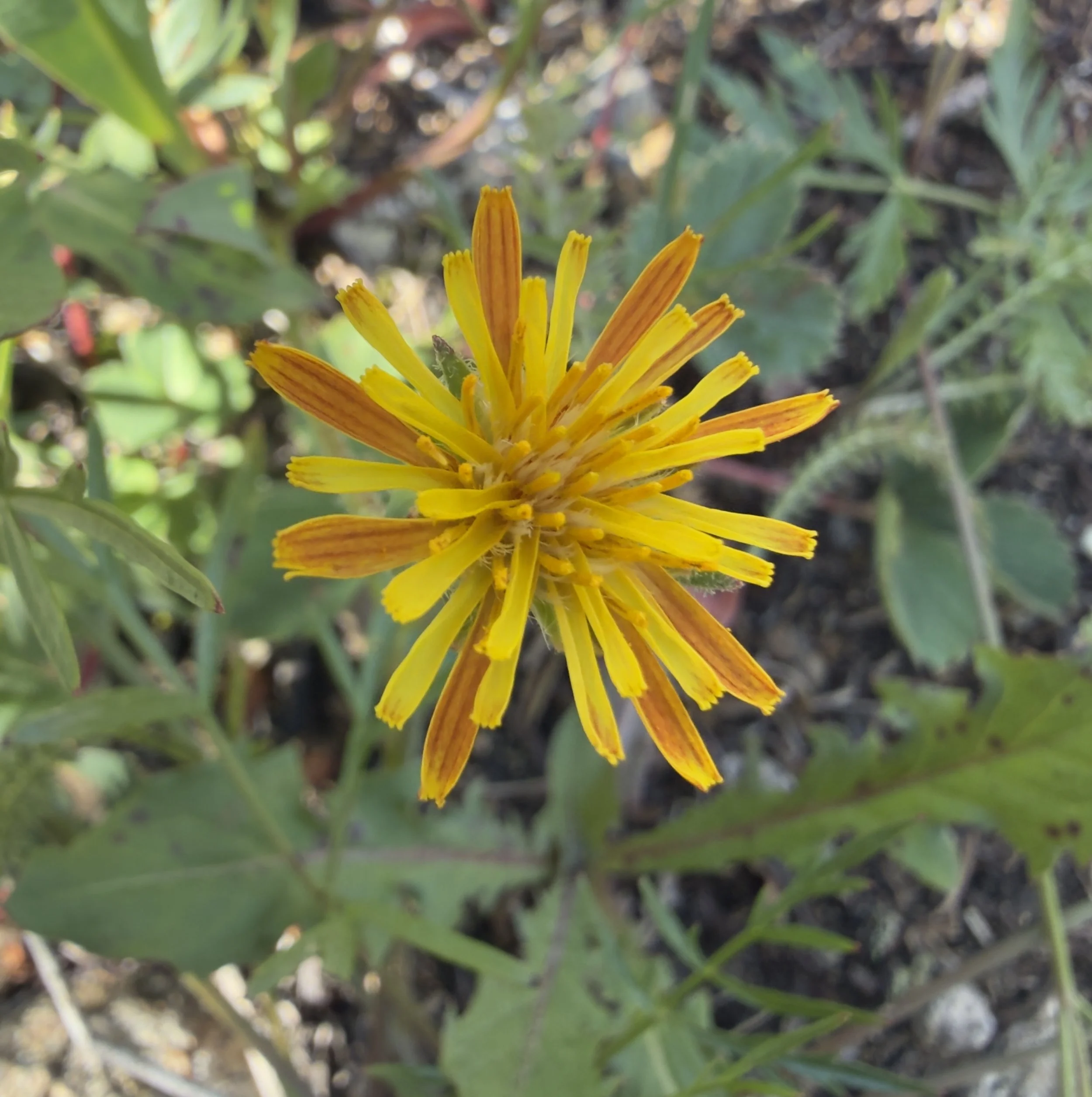 Orange/pale agoseris hybrid(?), Agoseris aurantiaca/glauca, 7/31/26