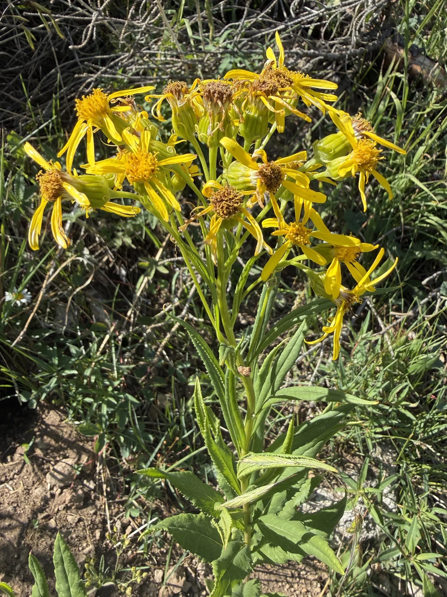 Tall ragwort, Senecio serra, 7/31/26