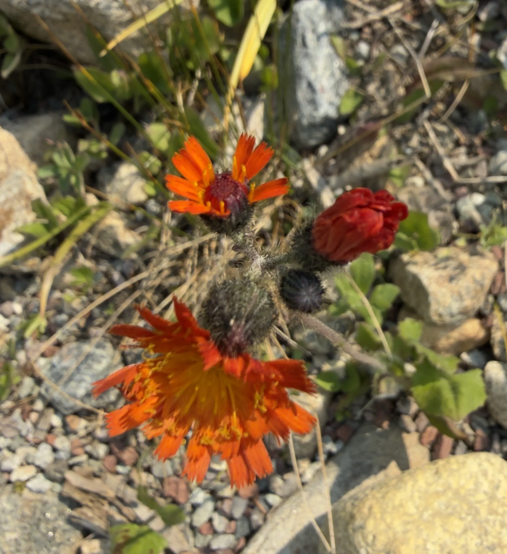 Orange hawkweed, Pilosella aurantiaca, 8/4/26