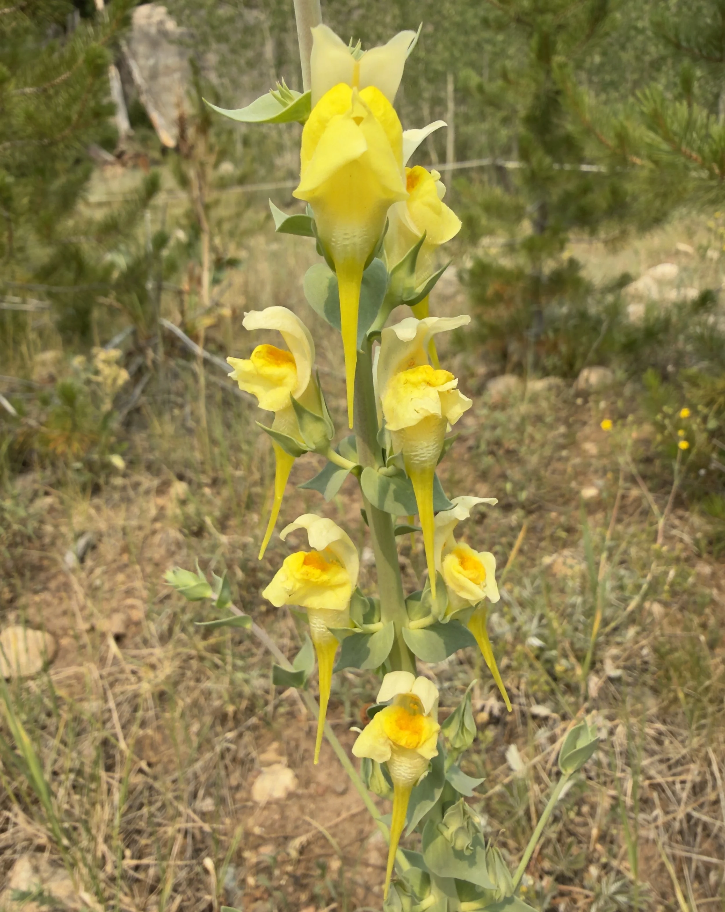 Dalmatian toadflax, Linaria dalmatica, 818/26